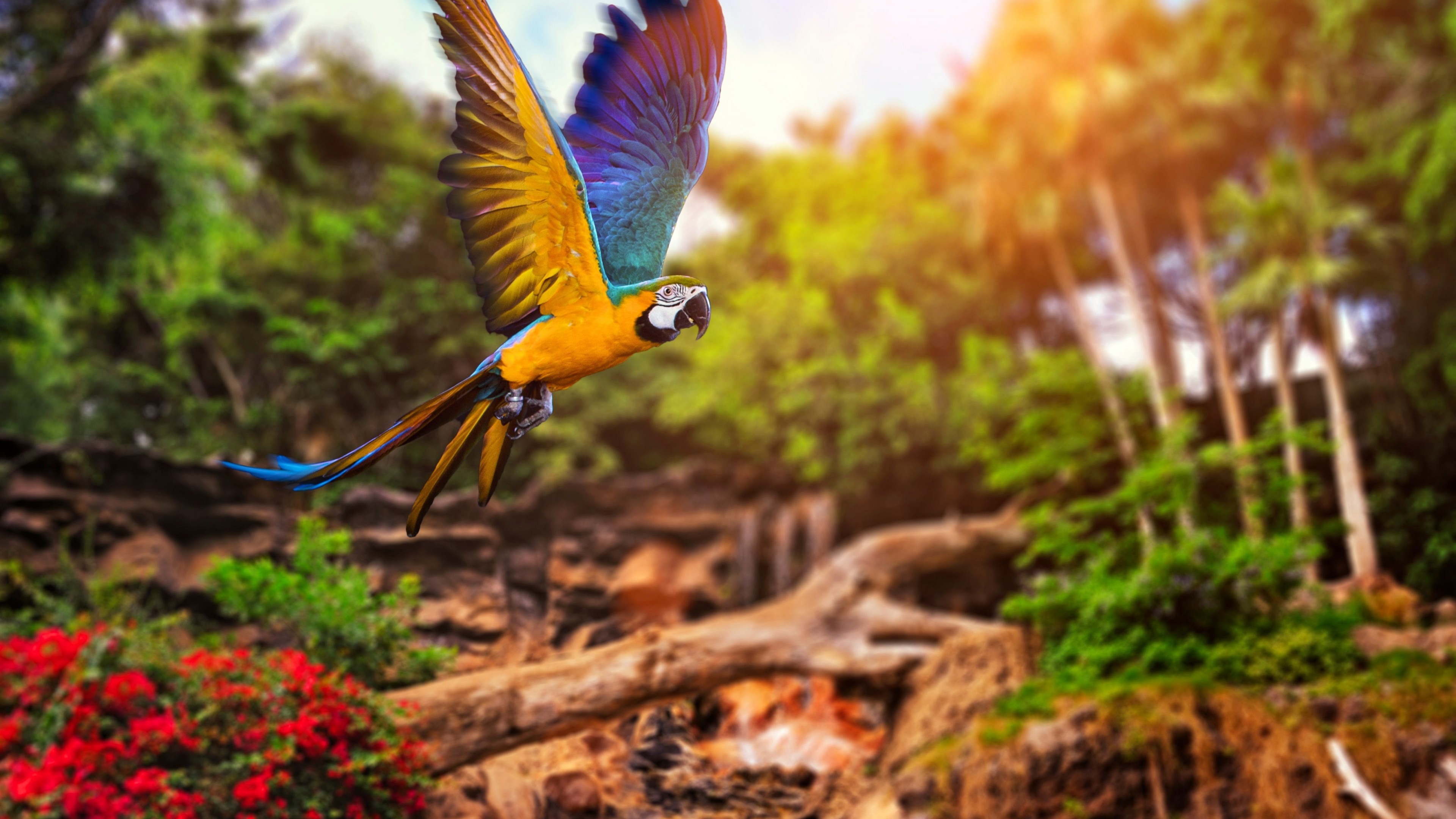 flying parrot, yellow, blue, HD Wallpaper
