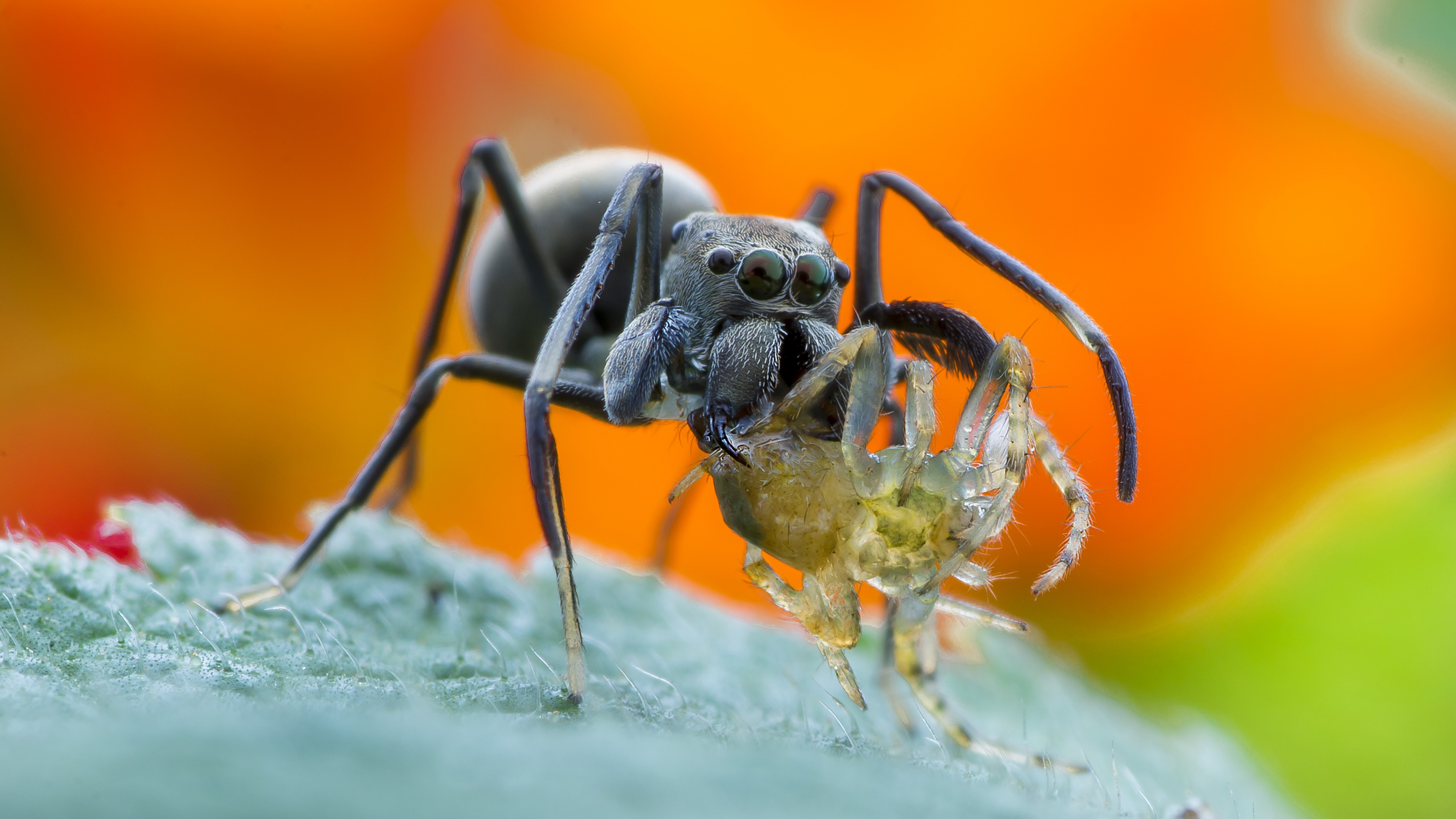 spider, macro, orange, HD Wallpaper