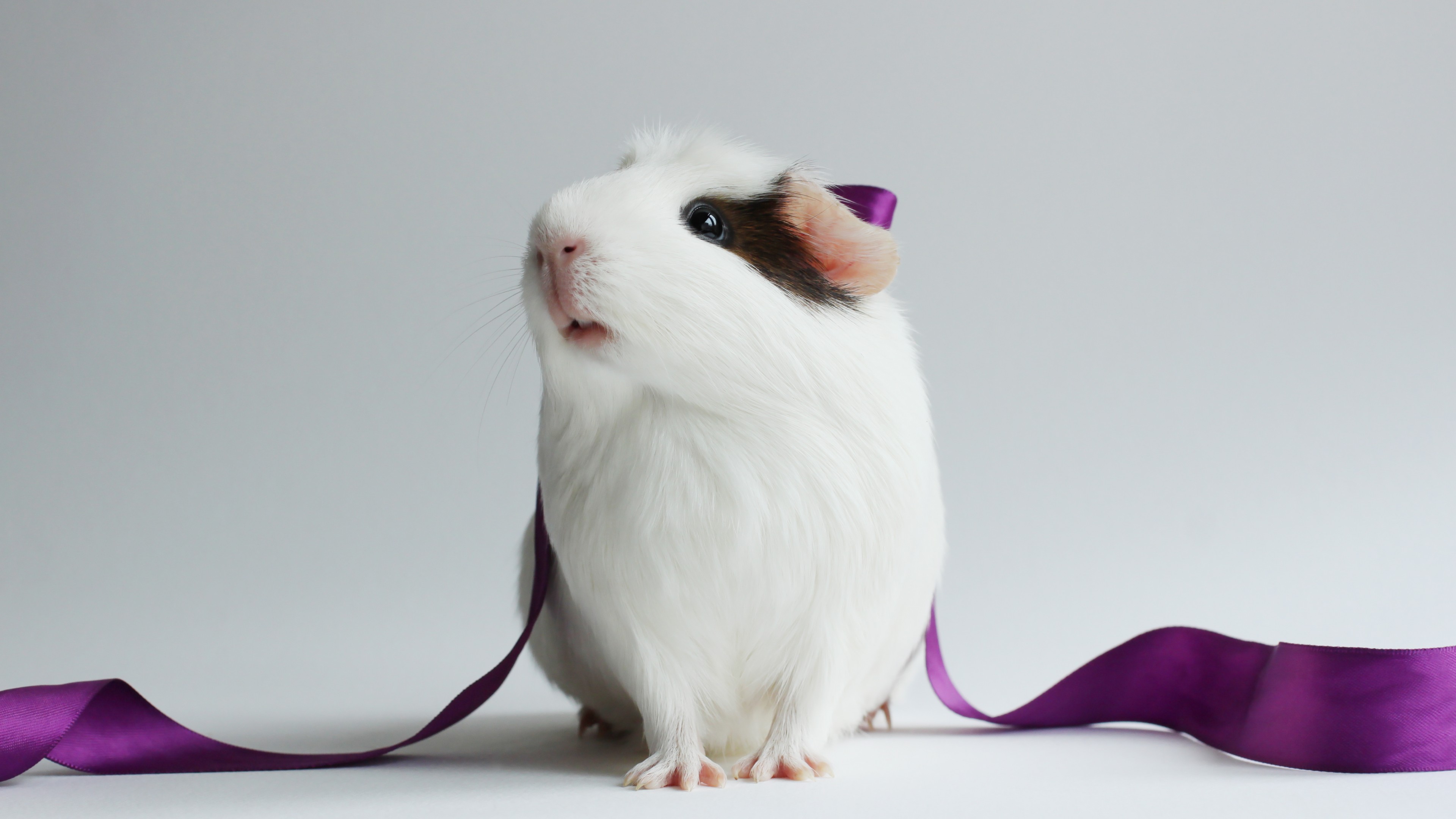 Guinea Pig, champion pig, white, HD Wallpaper