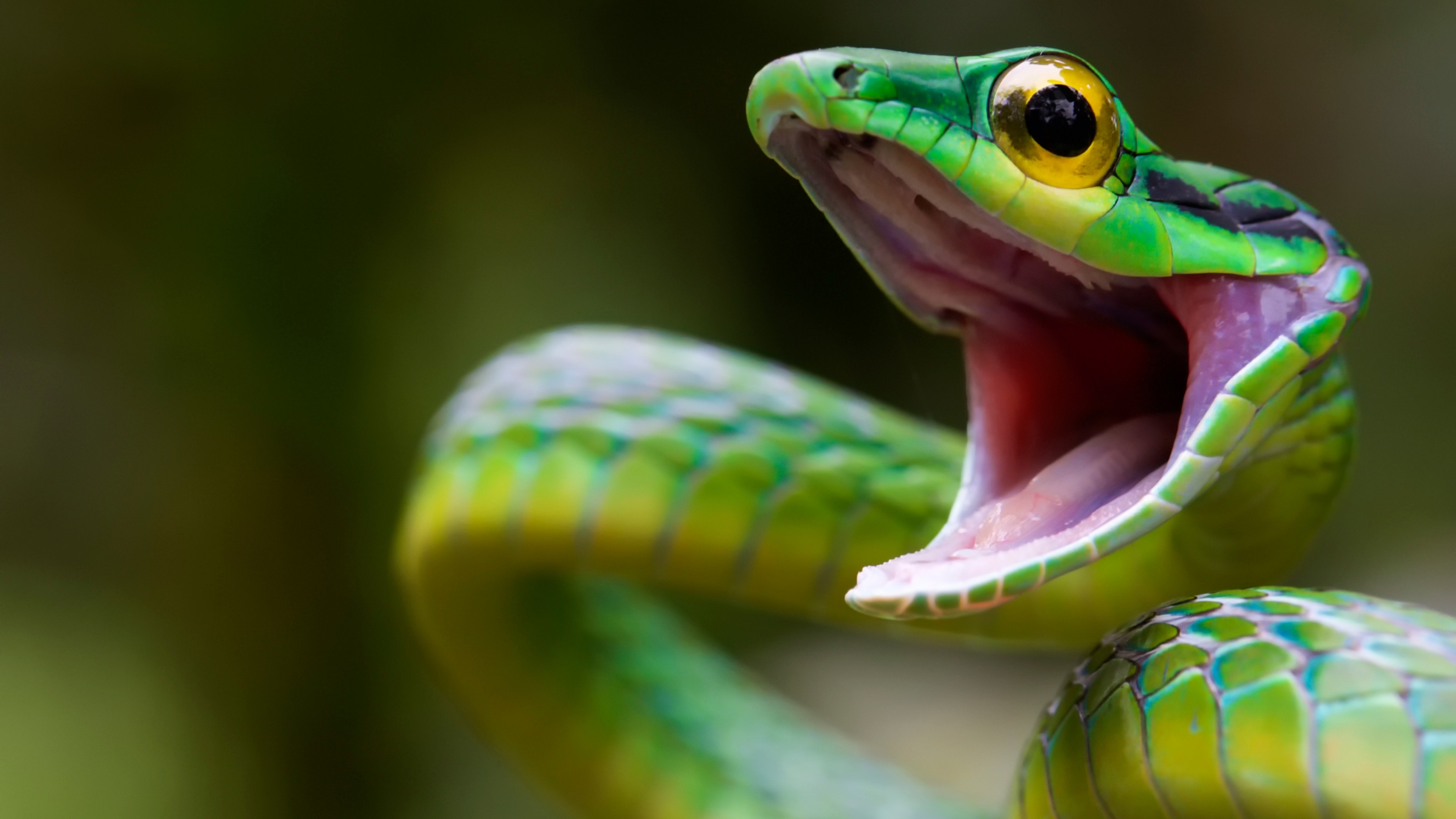 Satiny Parrot Snake, Snake, green, danger, eyes, HD Wallpaper