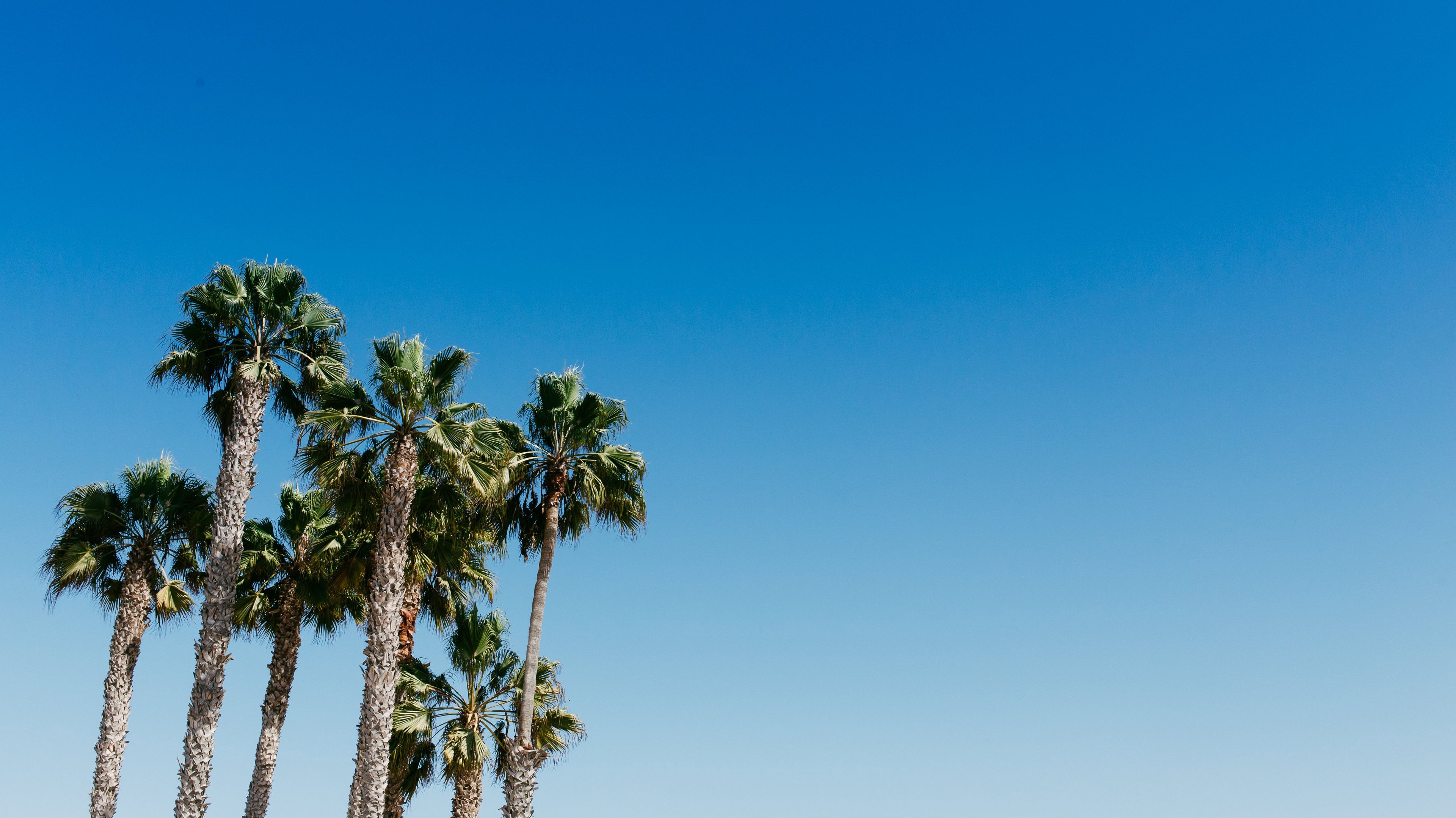 palm trees, tree, sky, summer, 4k, HD Wallpaper