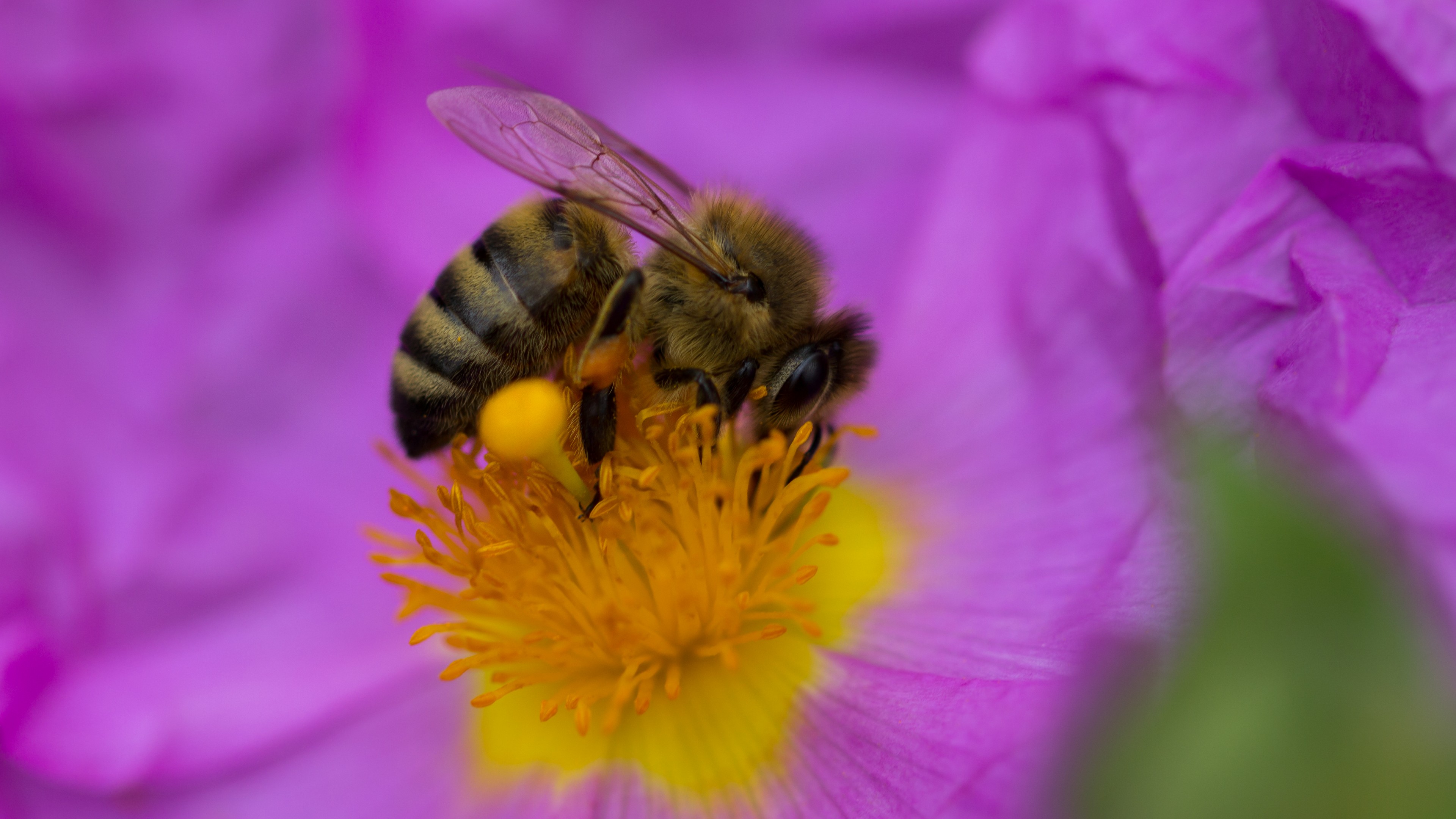 bee, purple, flower, yellow, insects, HD Wallpaper