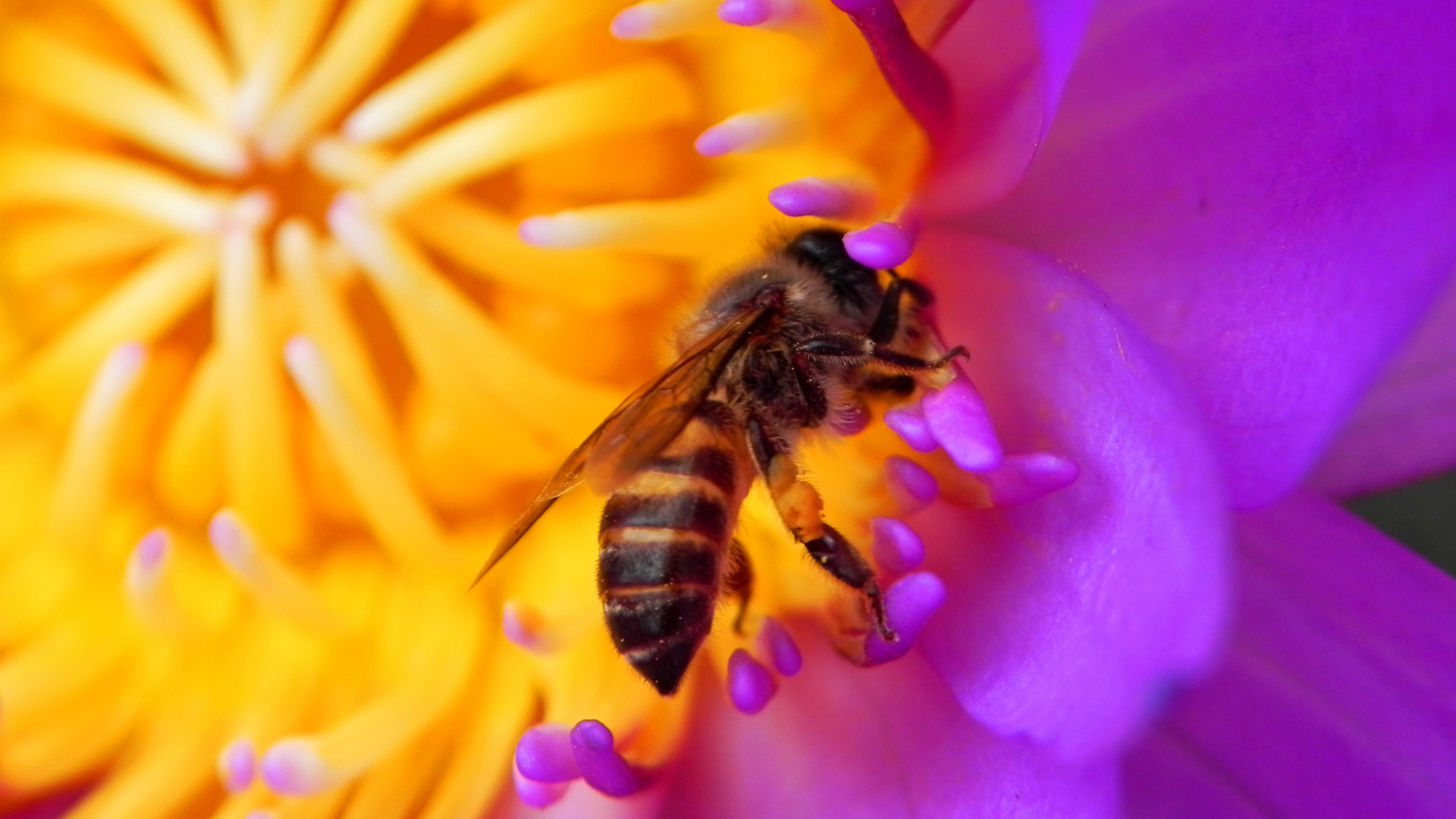 bee, 4k, flower, red, insects, HD Wallpaper