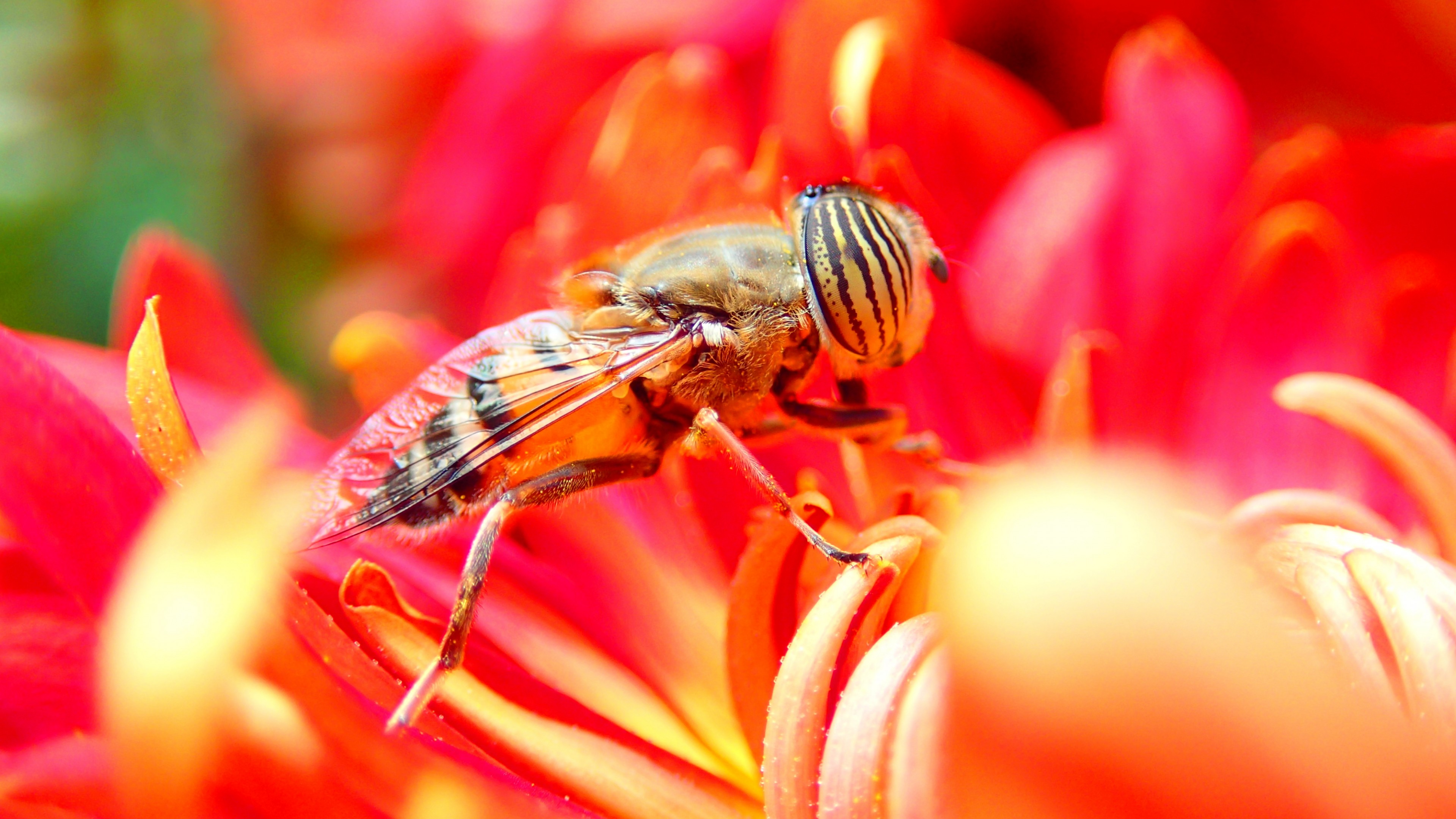 bee, flower, red, insects, HD Wallpaper