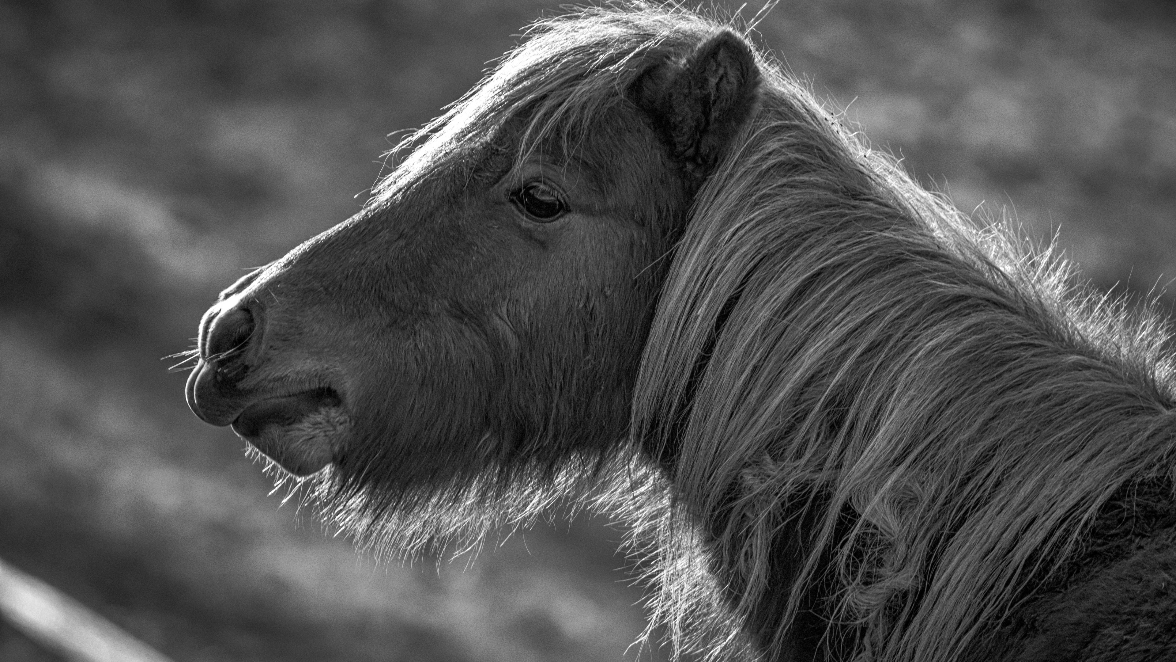 Horse, Pony, black and white, HD Wallpaper