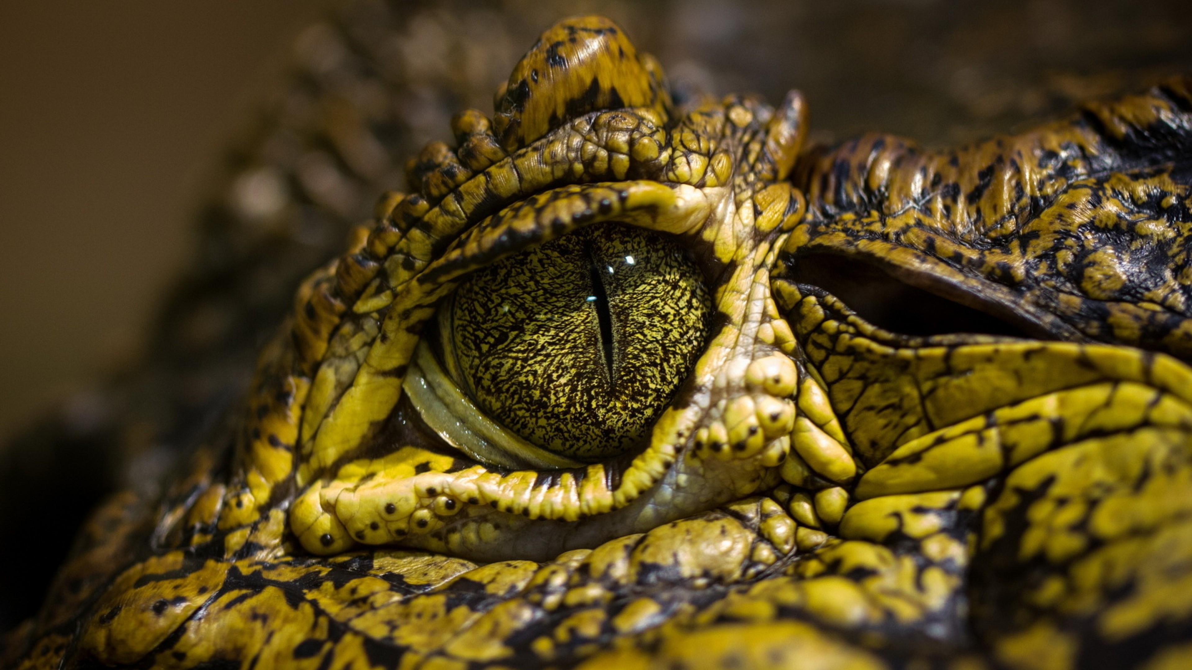 eye crocodile, wild eyes, reptilies, HD Wallpaper