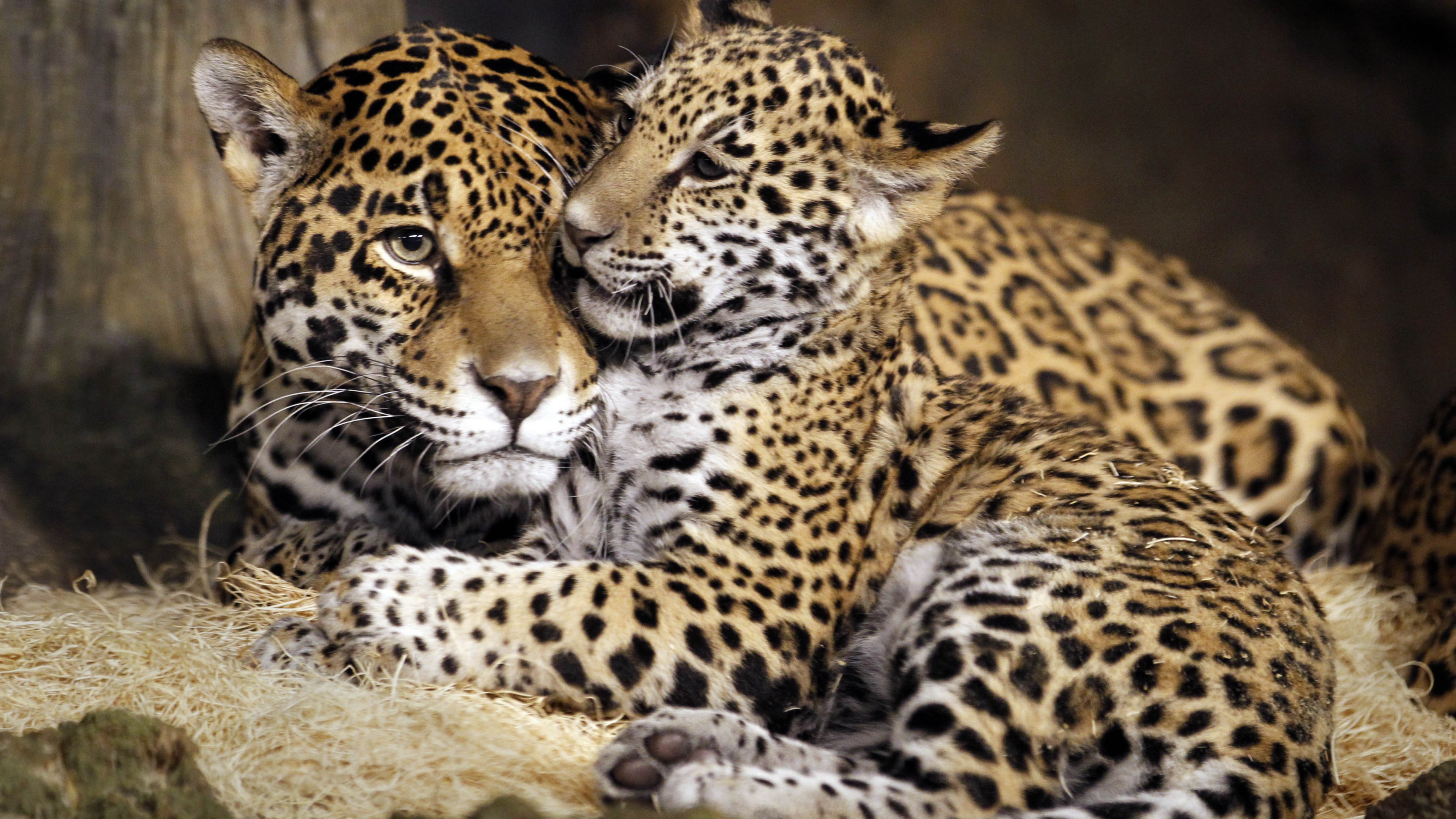 little jaguar, young jaguar, wild, cat, face, HD Wallpaper
