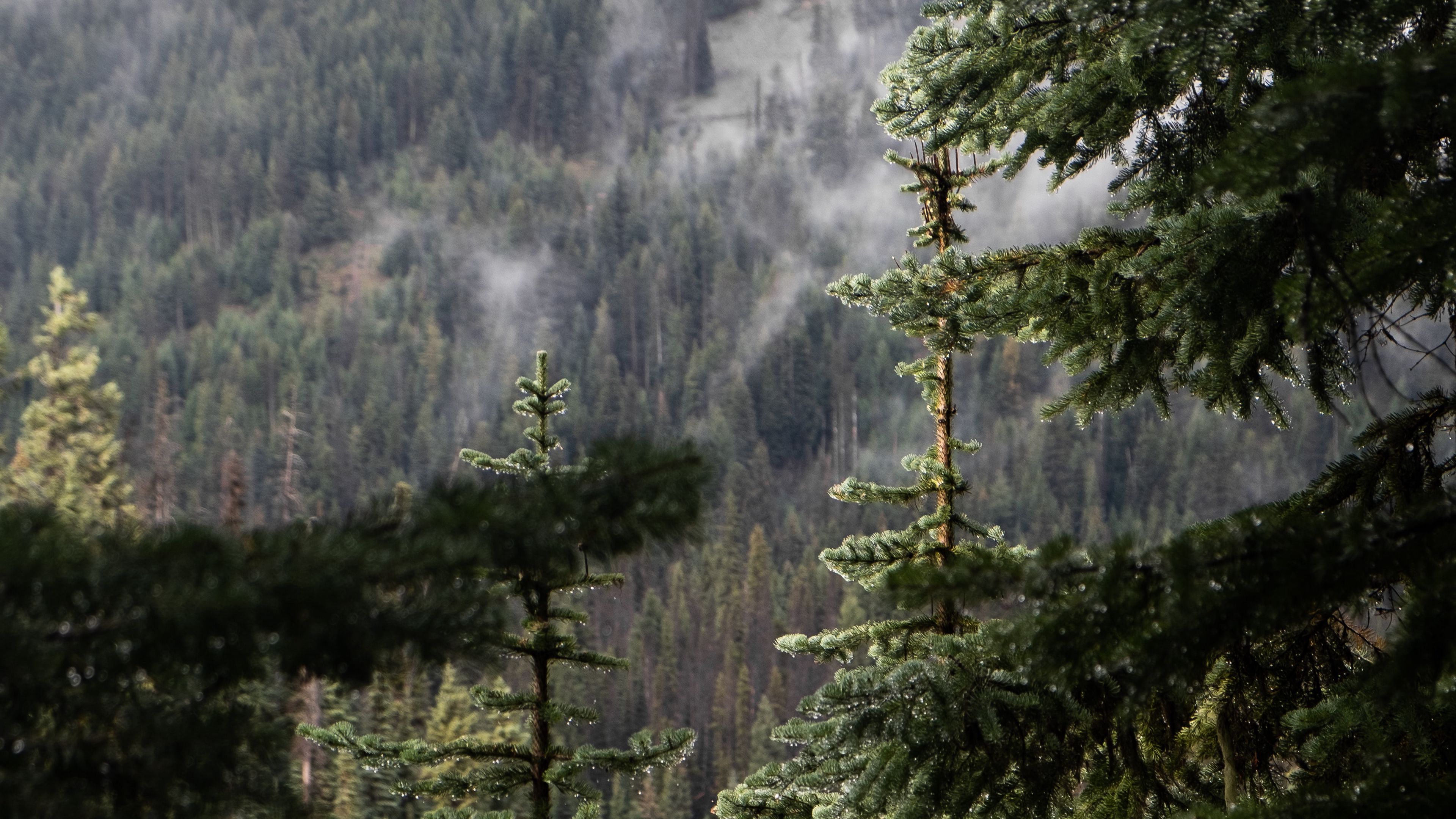 spruce, branch, drops, rain, 4k, HD Wallpaper