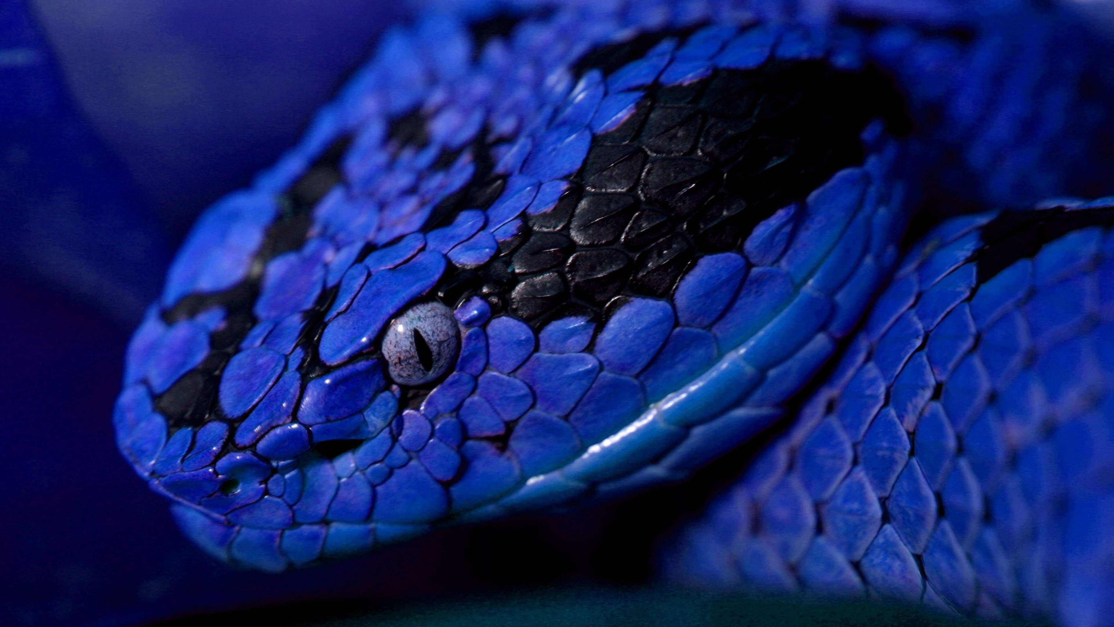 Snake, blue, danger, eyes, HD Wallpaper