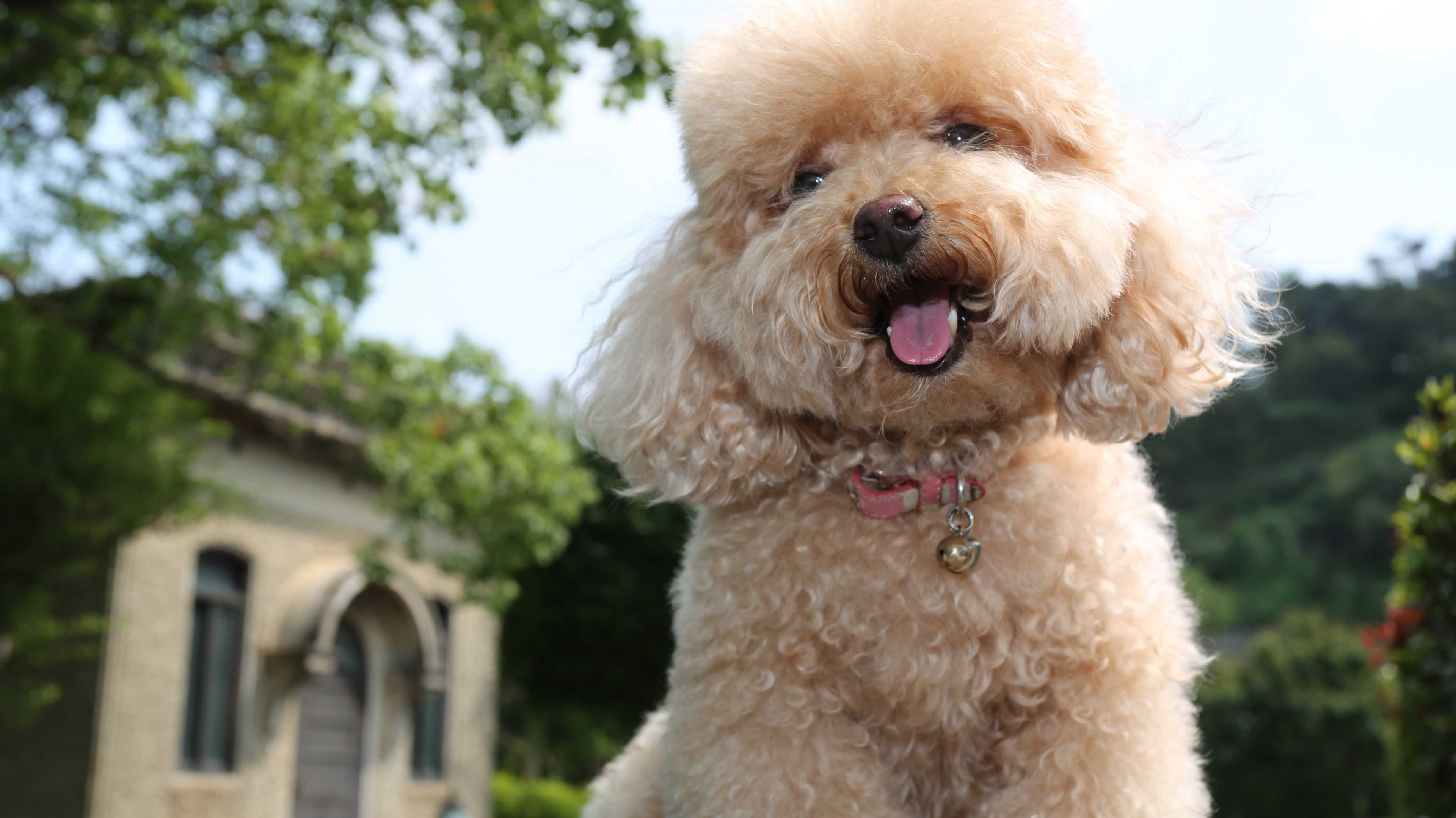 Toy Poodle, dog, puppy, funny pets, funny animals, HD Wallpaper