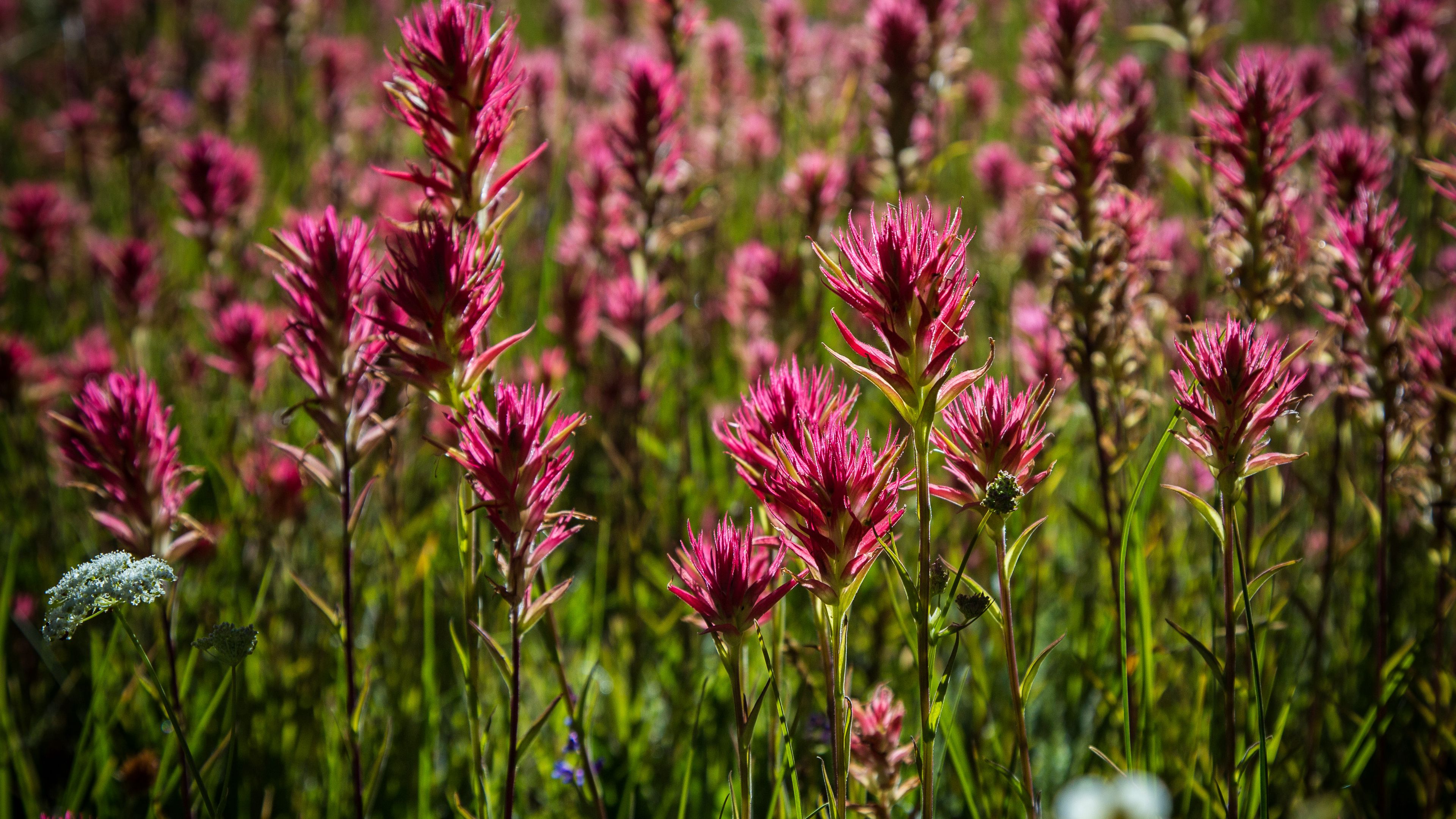 flowers, field, plant, summer, 4k, HD Wallpaper
