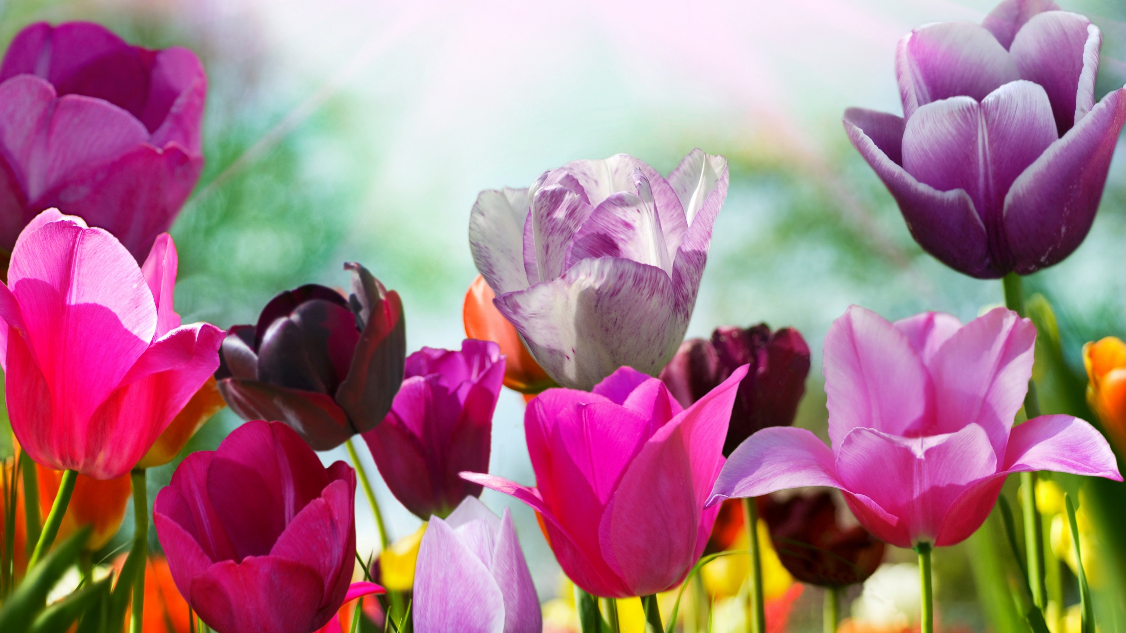 Tulips, 4K, flowers, pink, purple, HD Wallpaper