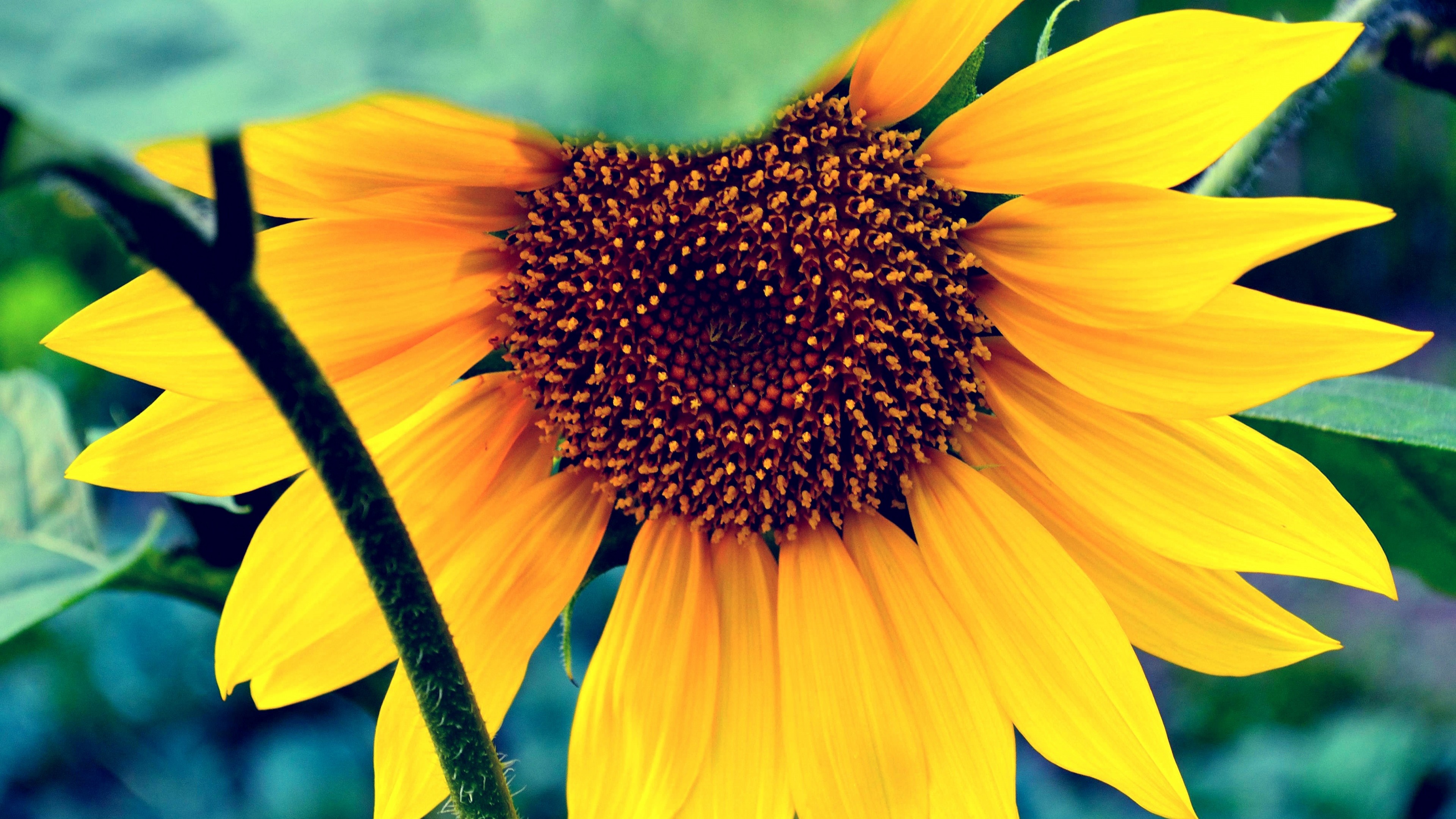 Sunflower, HD, macro, flowers, yellow, HD Wallpaper
