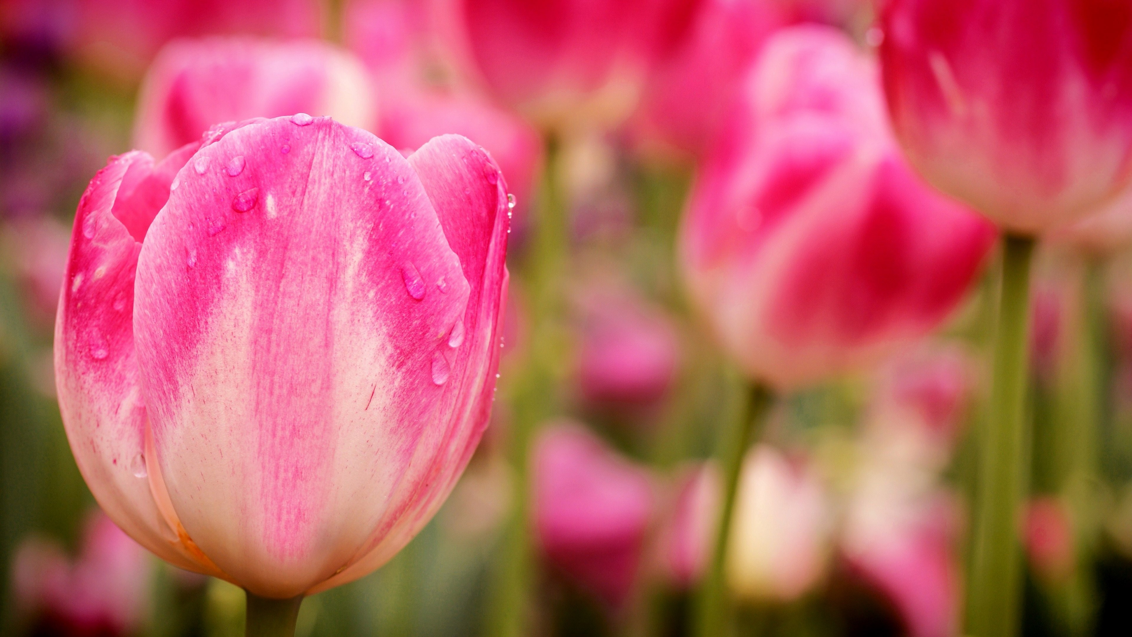 Tulips, 4K, flowers, macro, pink, HD Wallpaper