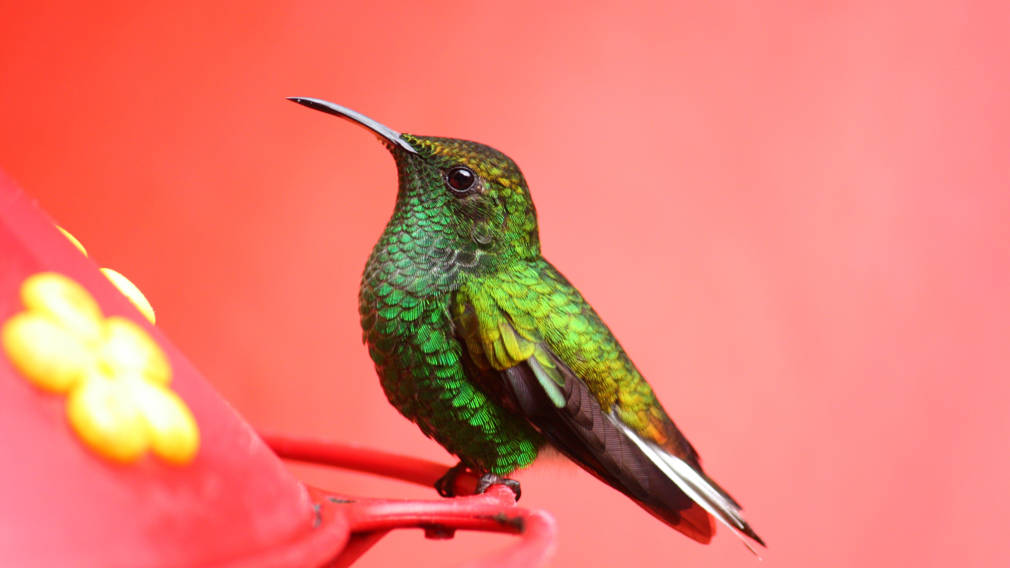 Bird, 4K, green, pink, eyes, exotic, tropical, nature, HD Wallpaper