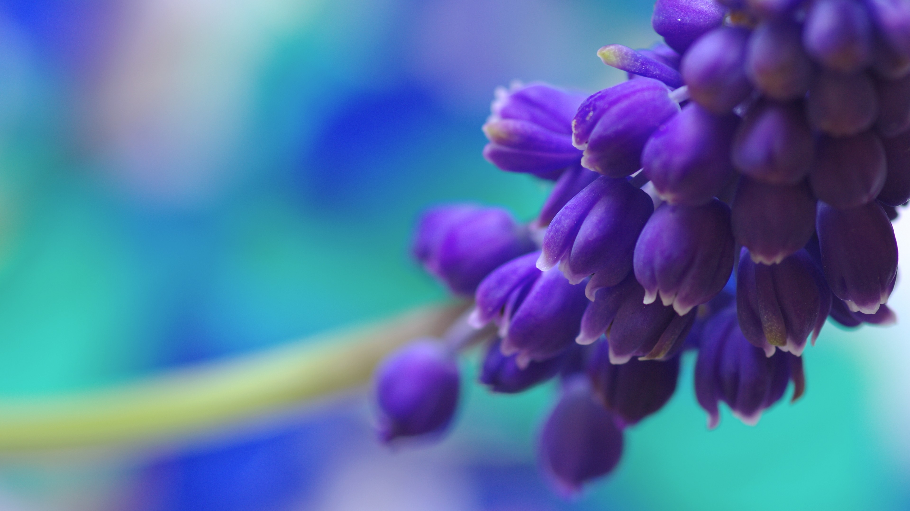 Muscari, 4K, flowers, purple, HD Wallpaper