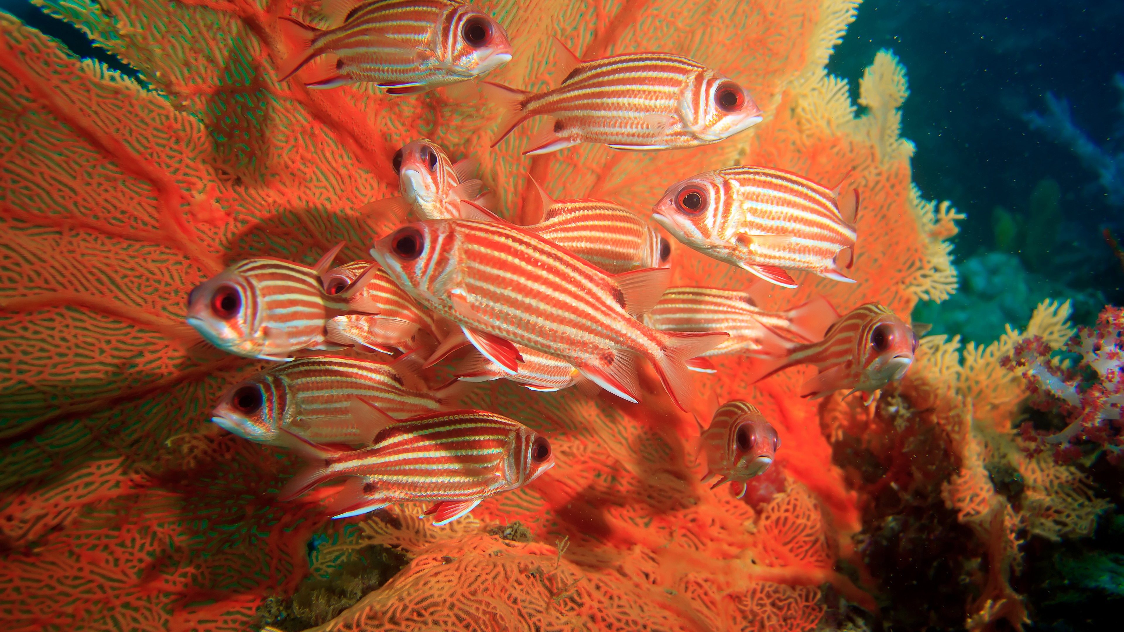 Coral hind, corals, underwater, HD Wallpaper