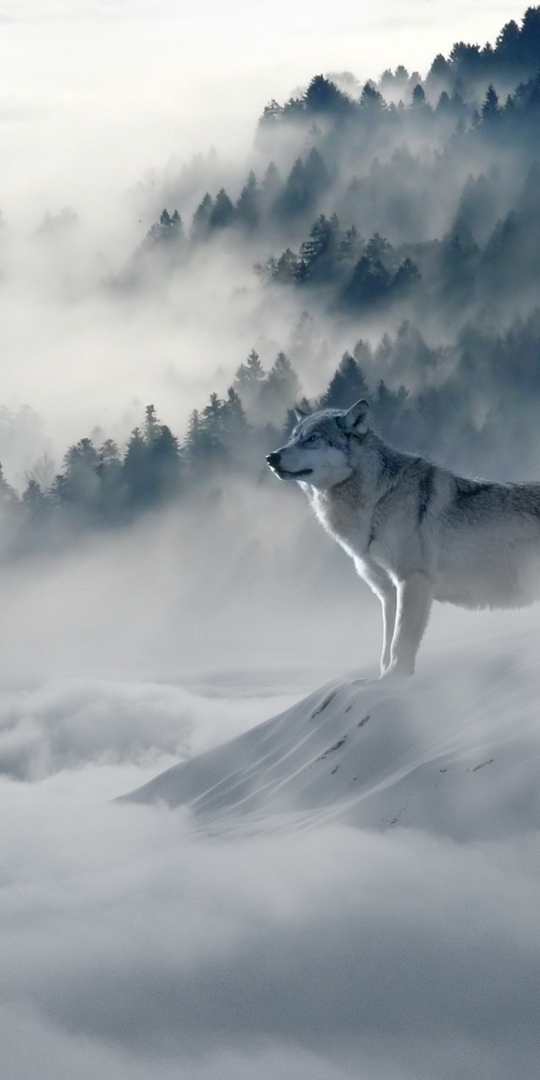 Animal Wolf, Forest, Fog, Mountain, 1080x2160, Phone HD Wallpaper