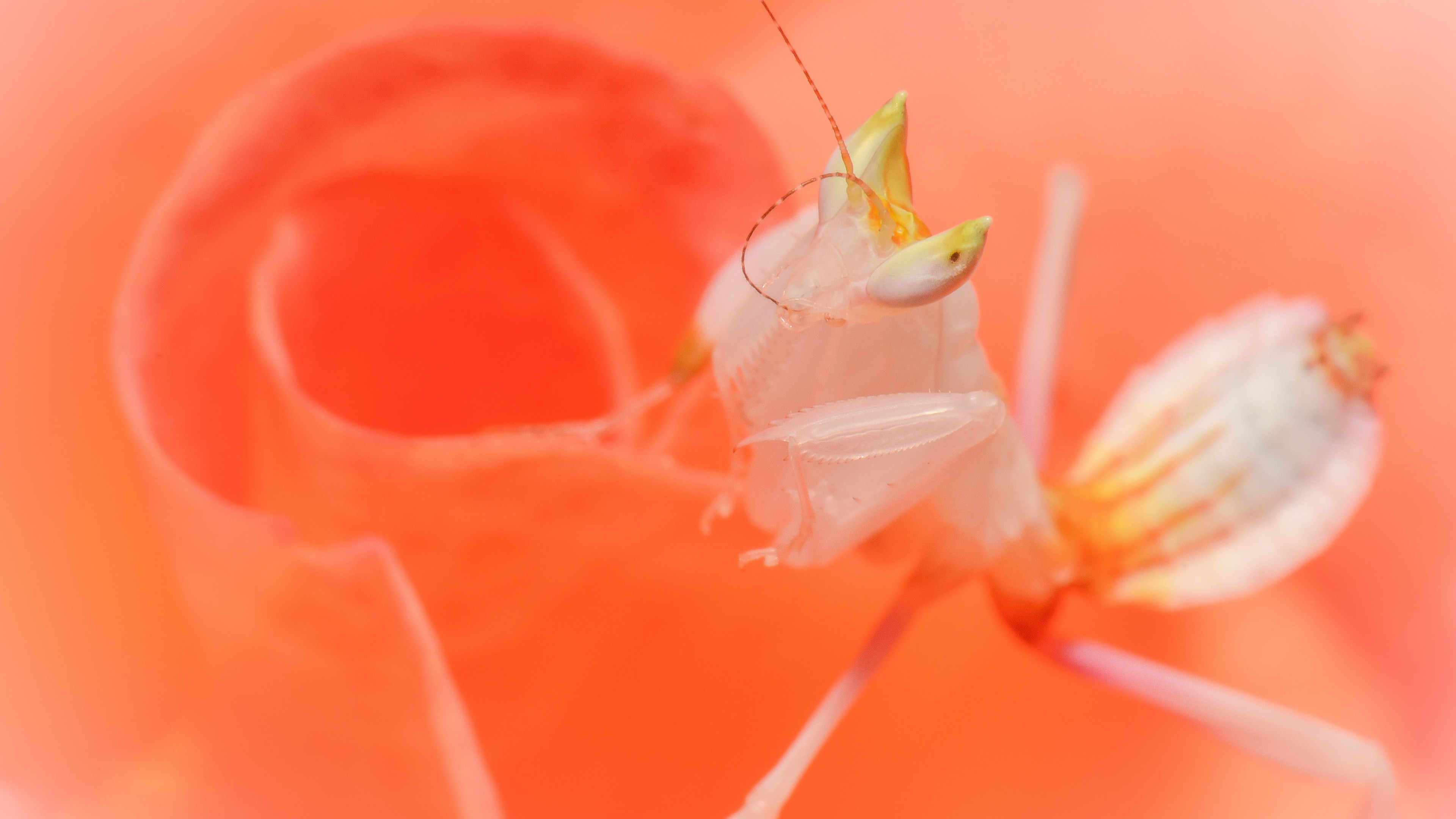 Orchid mantis, mantis, white, HD Wallpaper