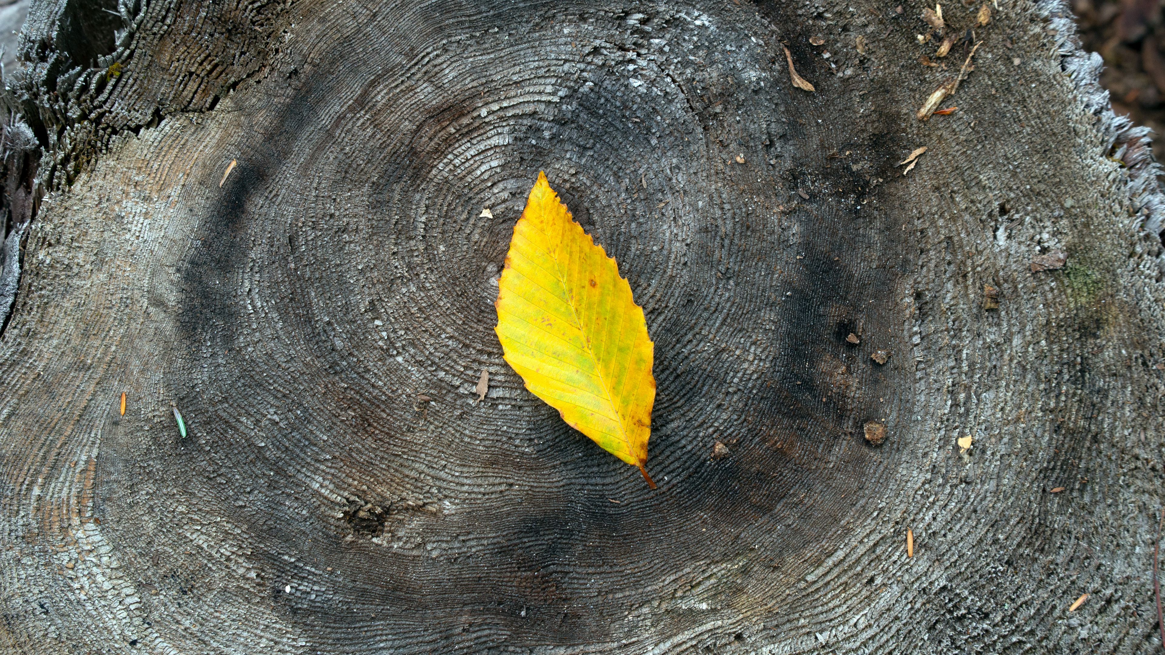leaf, yellow, stump, wood, 4k, HD Wallpaper