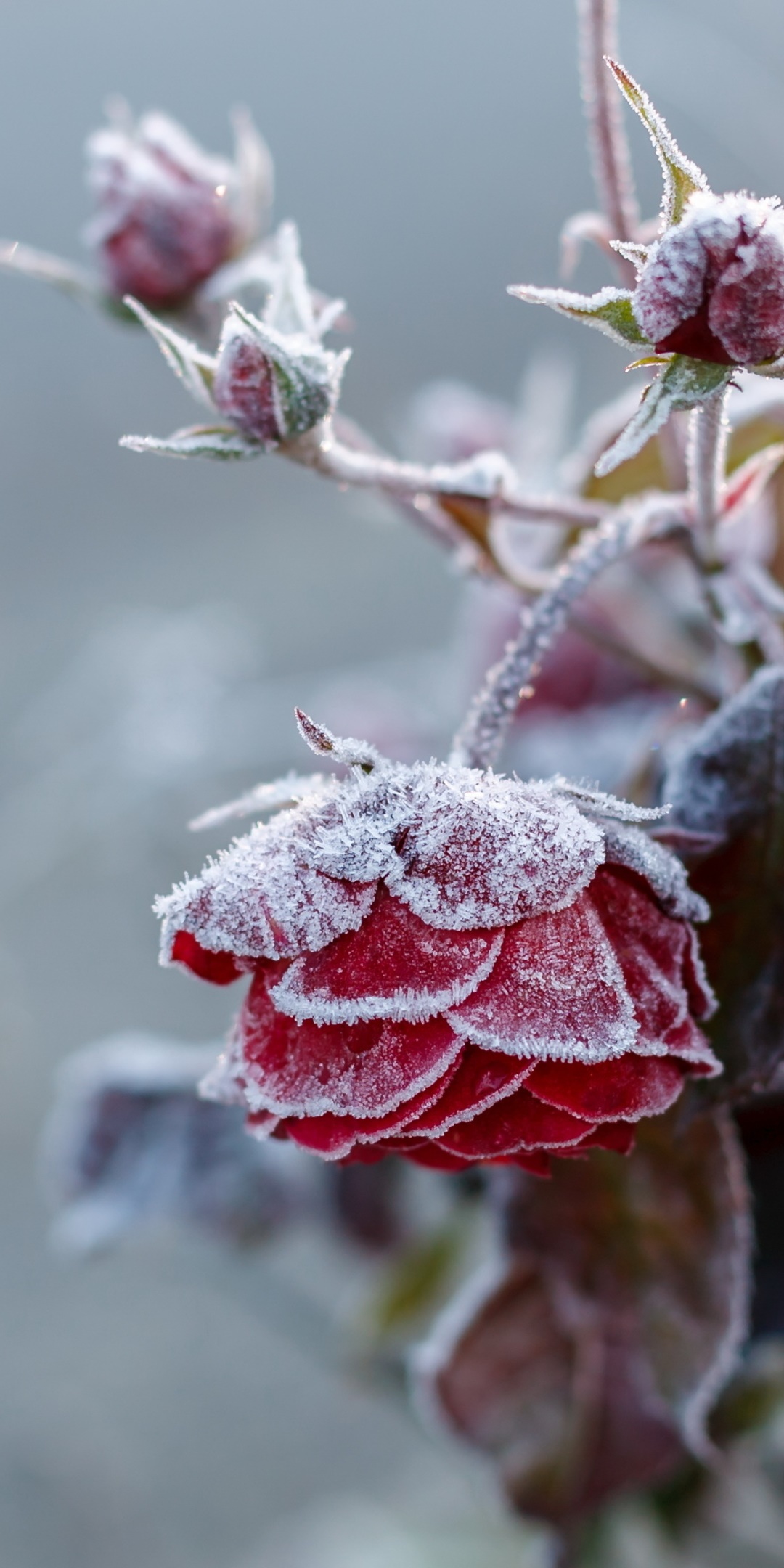 Earth Flower, Rose, Frost, Nature, Red Flower, 1080x2160, Phone HD Wallpaper
