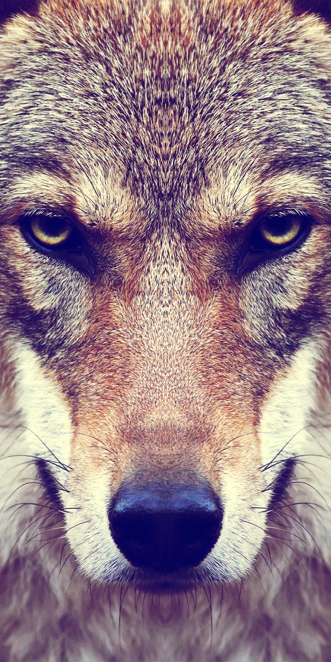 Animal Wolf, Face, Muzzle, Stare, 1080x2160, Phone HD Wallpaper