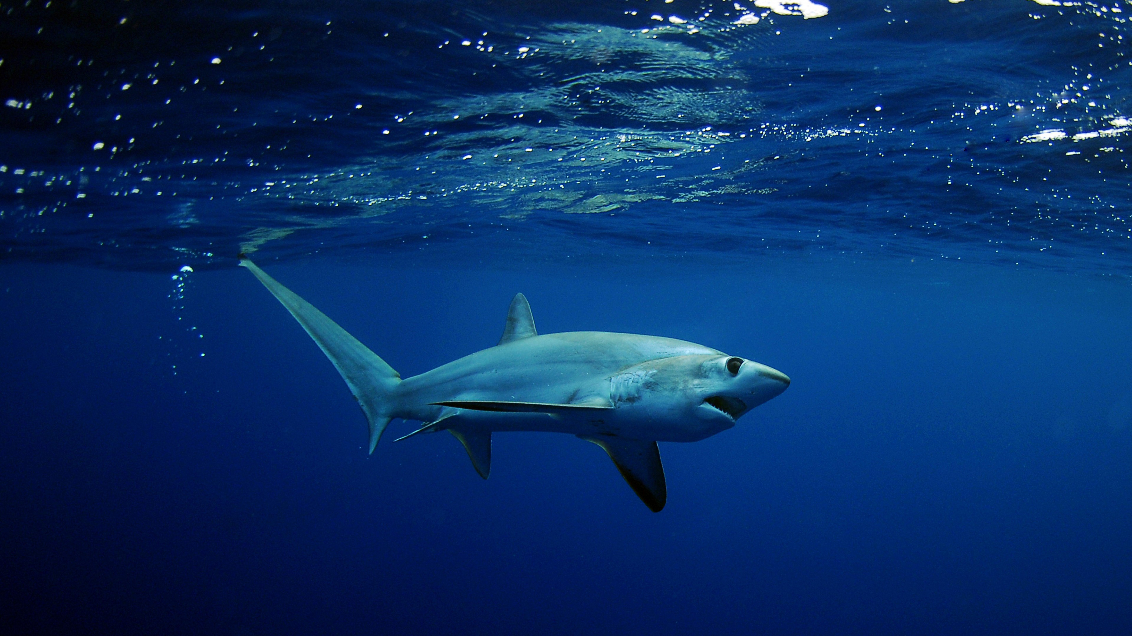 Shark, underwater, Best Diving Sites, HD Wallpaper