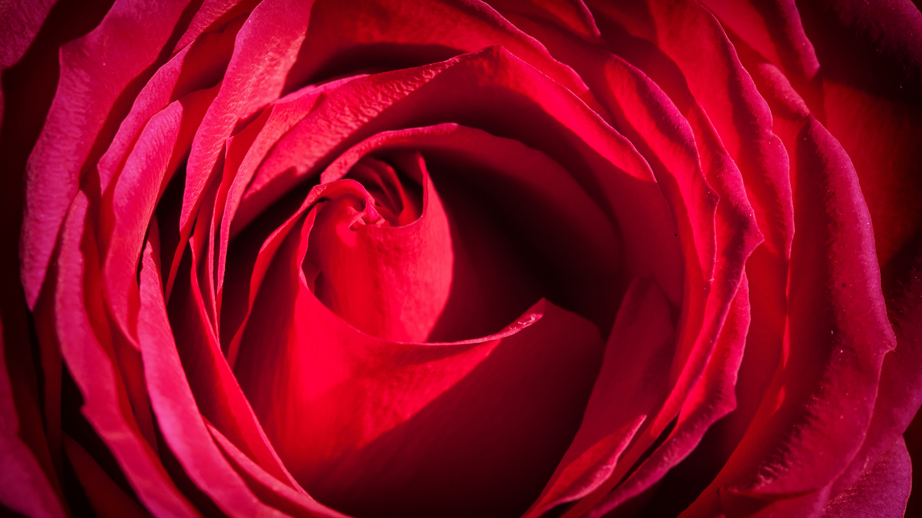 Rose, 4k, red, macro, flowers, HD Wallpaper