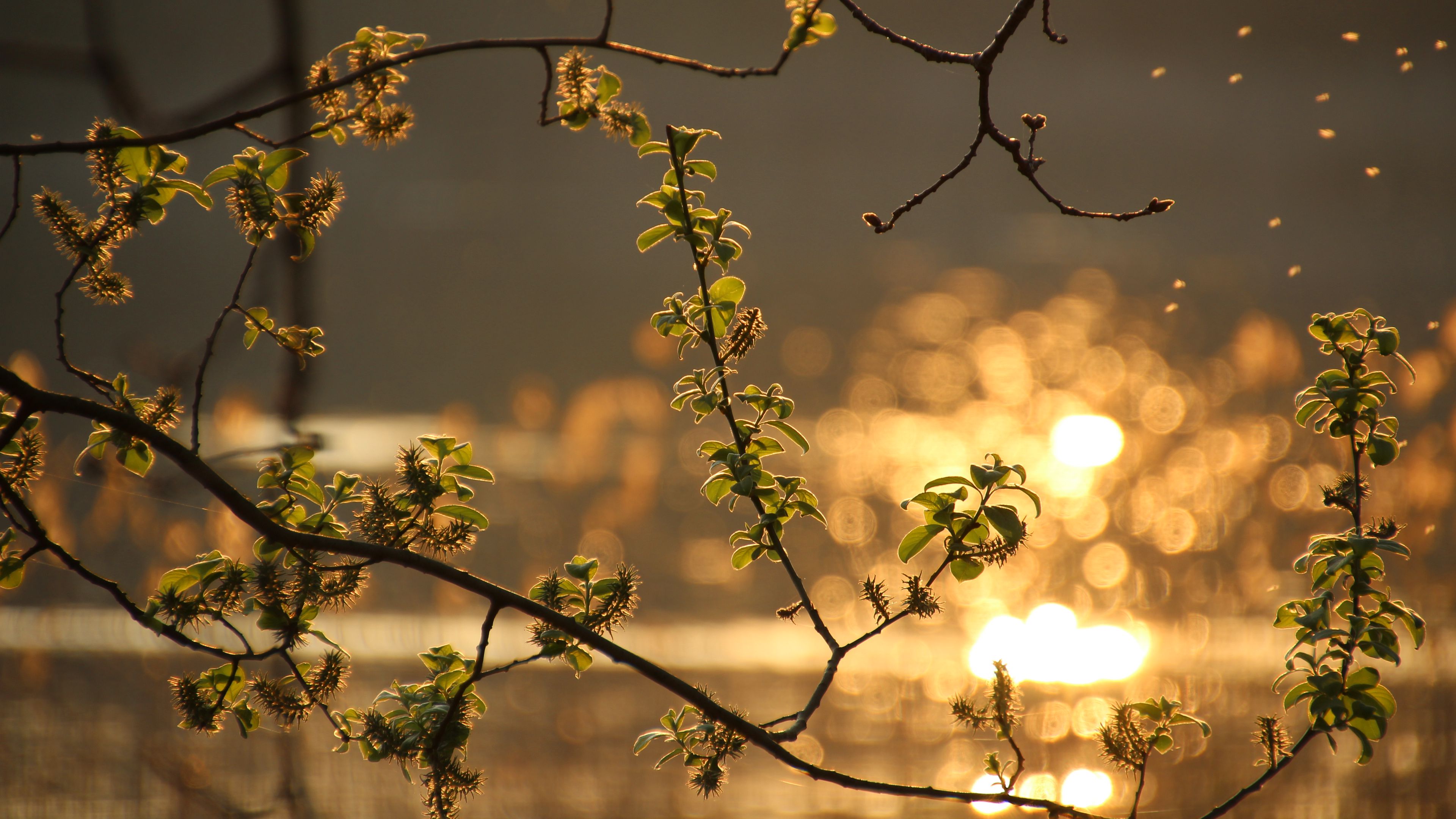 branch, leaves, spring, glare, 4k, HD Wallpaper