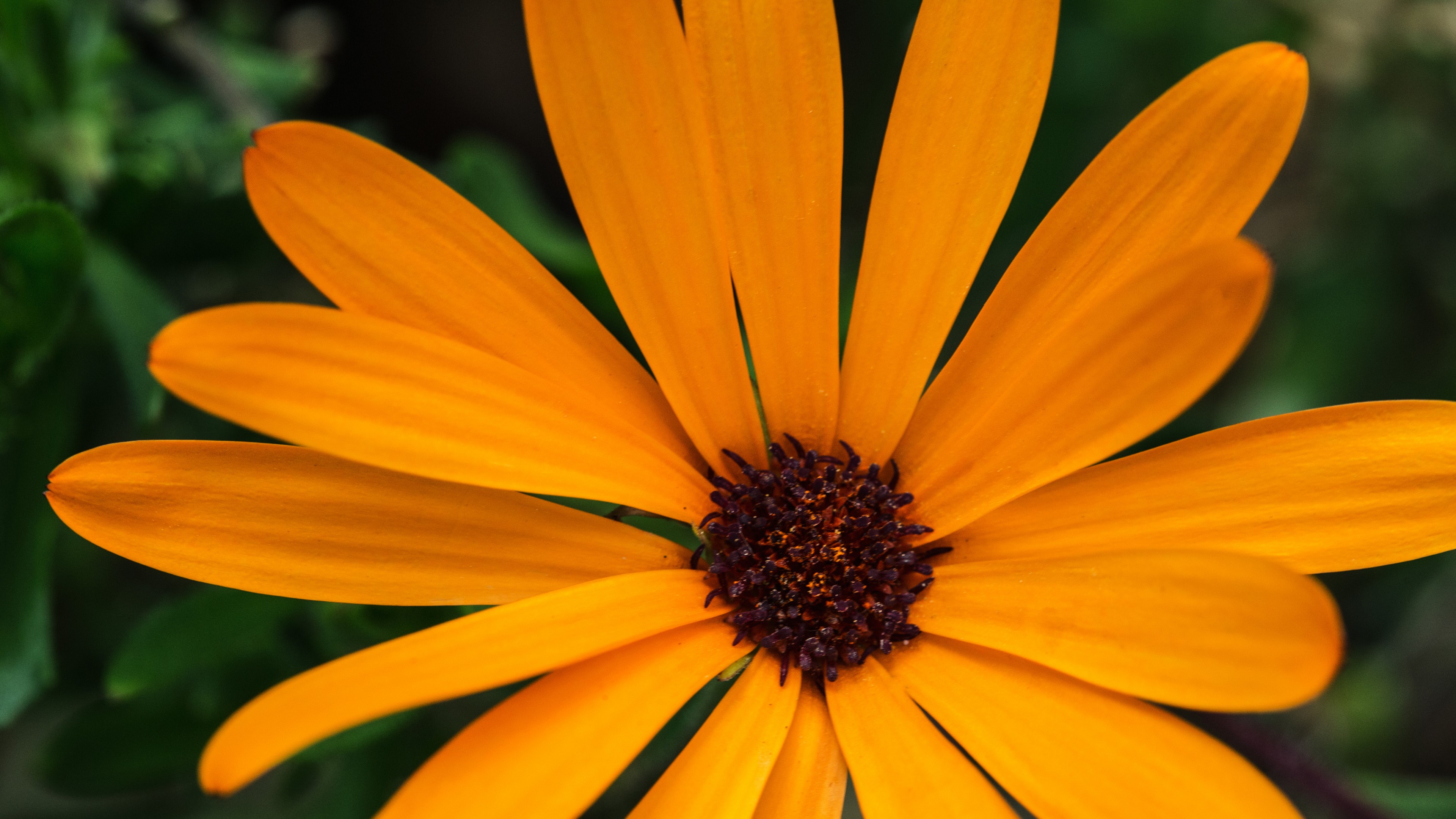 Macro, 4K, flower, orange, HD Wallpaper