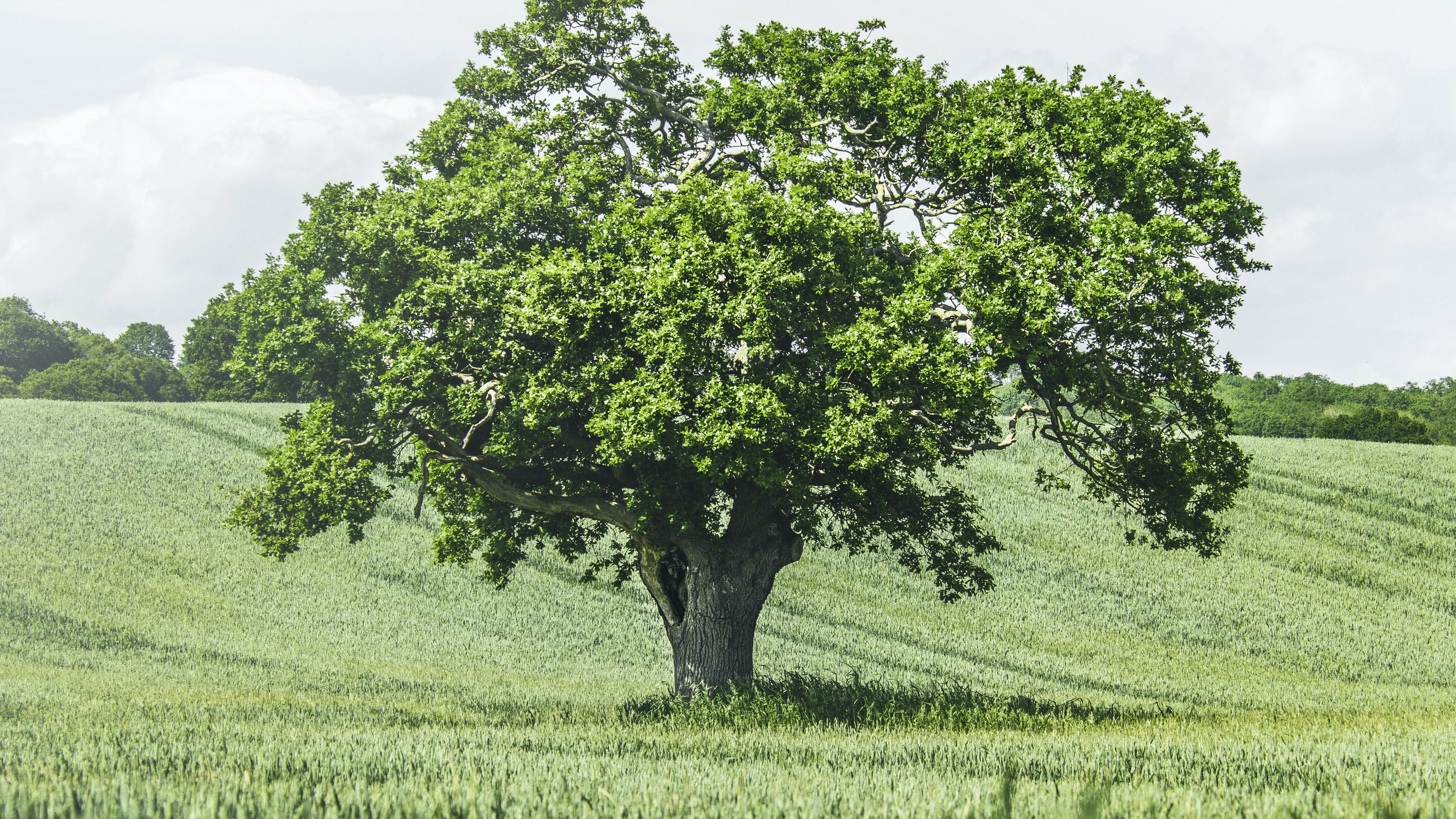 tree, birds, grass, vast, 4k, HD Wallpaper