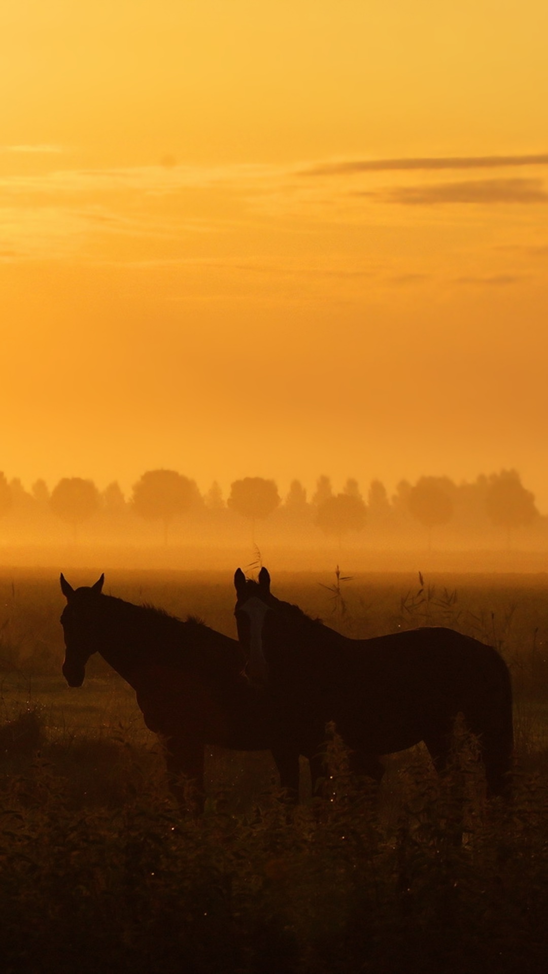 Animal Horse, Sky, Sunrise, 1080x1920, Phone HD Wallpaper