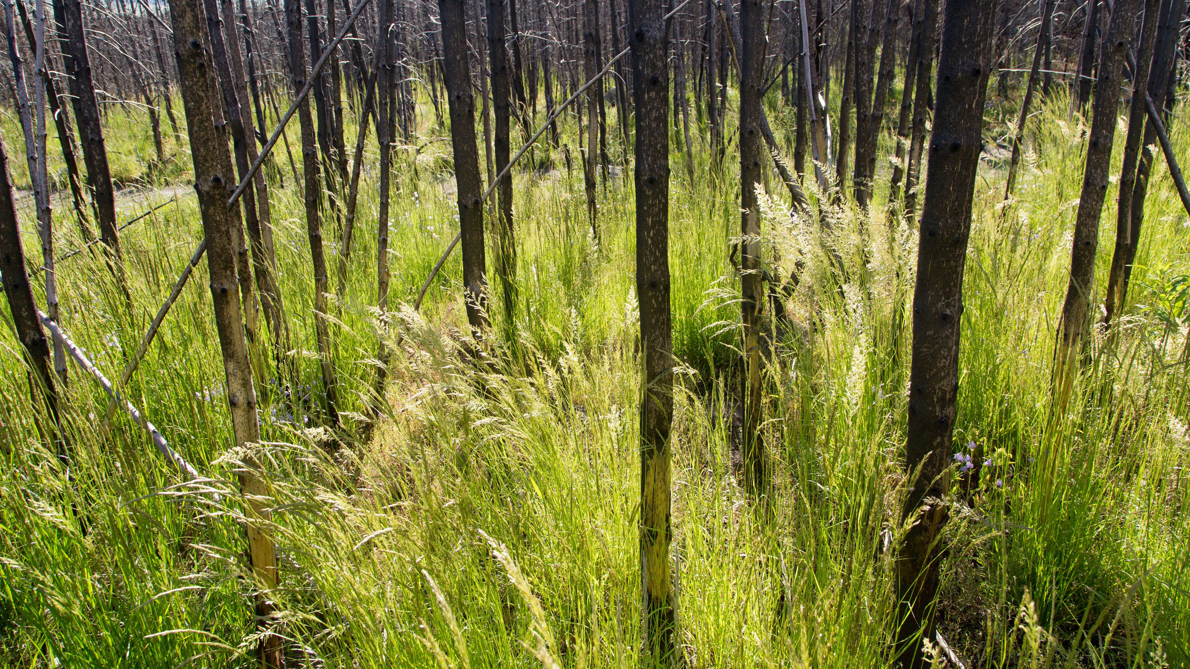 grass, trees, spike, forest, 4k, HD Wallpaper
