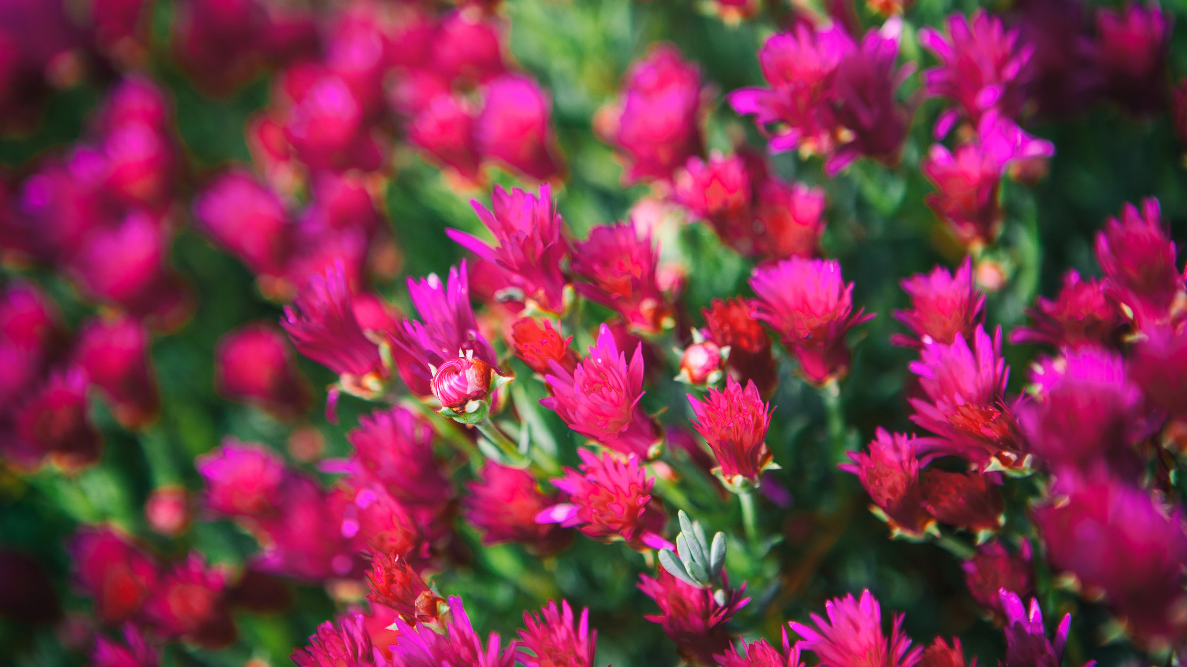 Wildflowers, 4K, meadows, flowers, pink, HD Wallpaper