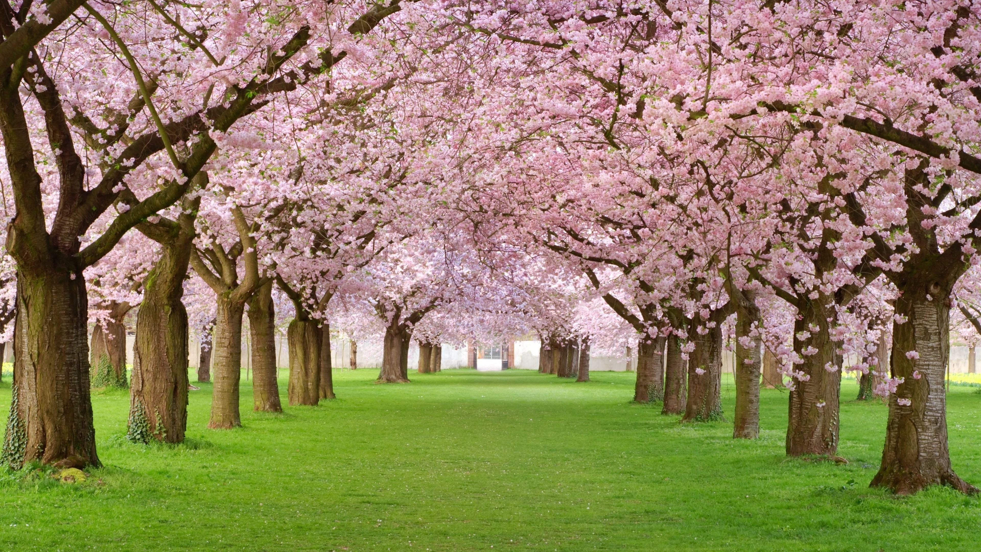 Trees, 4k, blossom, park, pink, HD Wallpaper