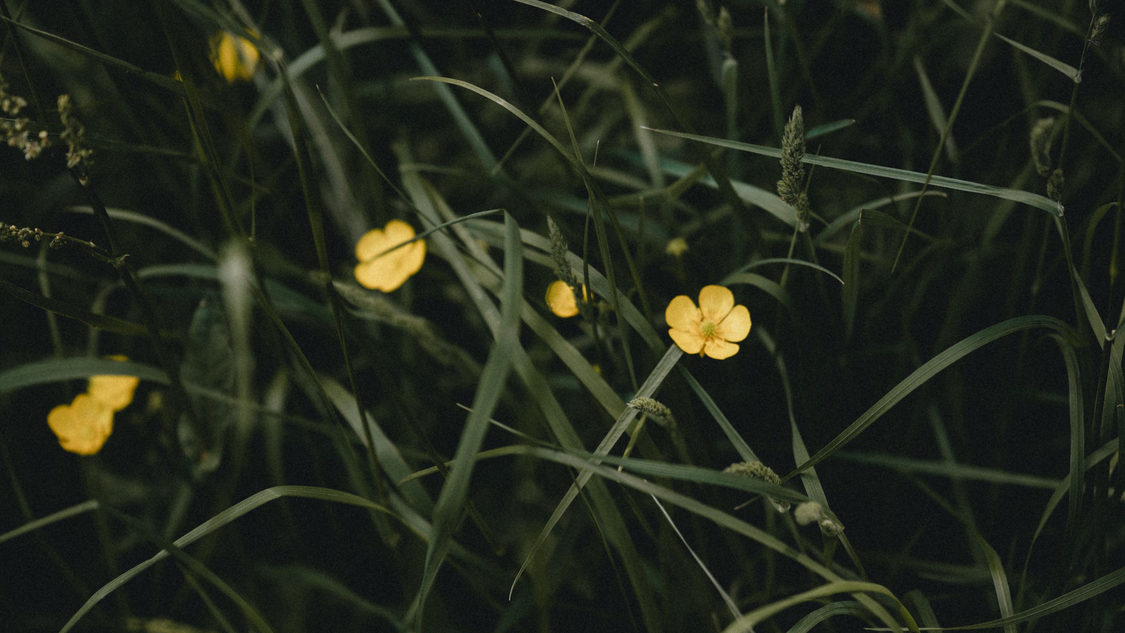 flowers, yellow, grass, plant, 4k, HD Wallpaper
