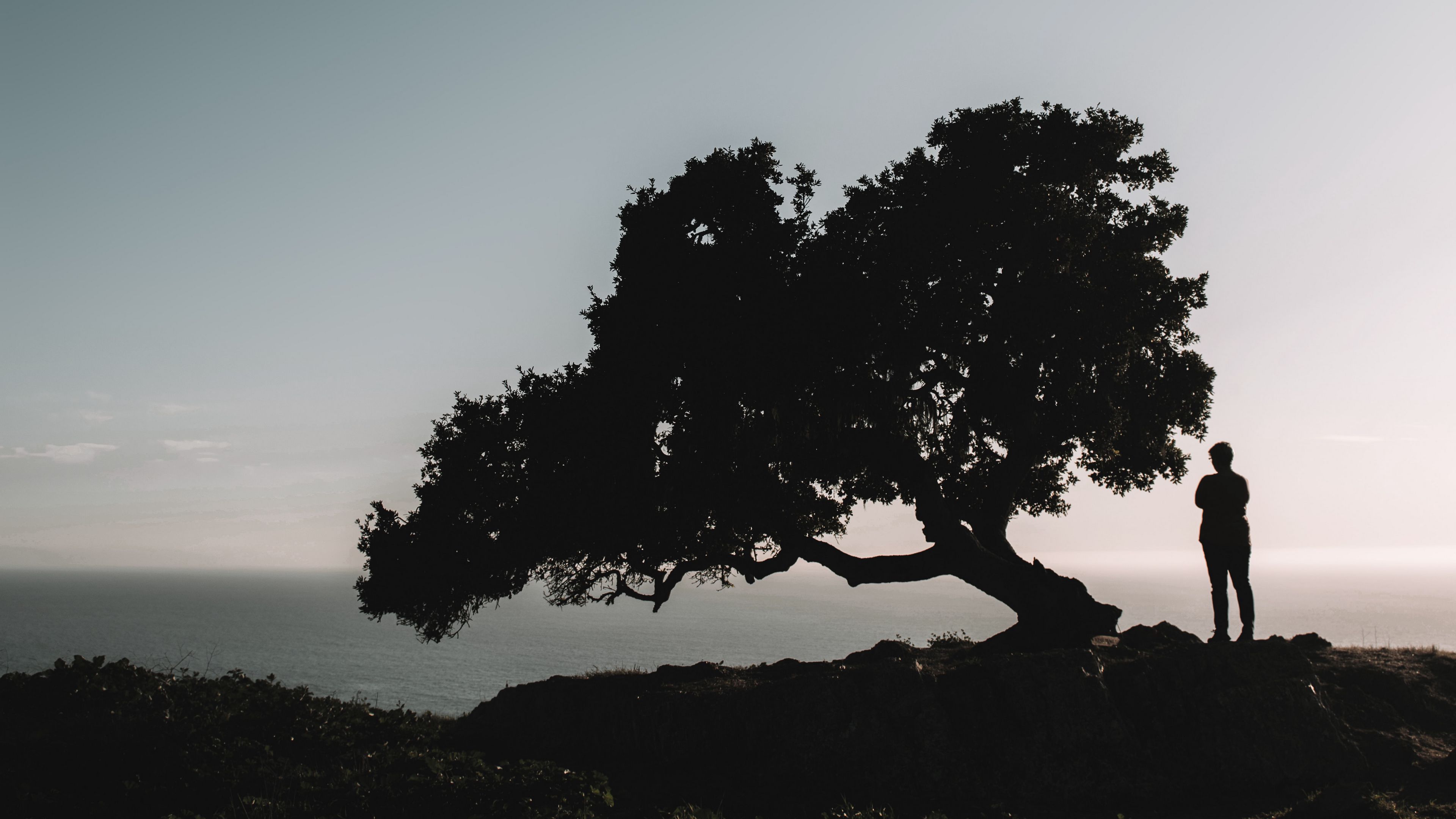 silhouette, tree, loneliness, night, 4k, HD Wallpaper