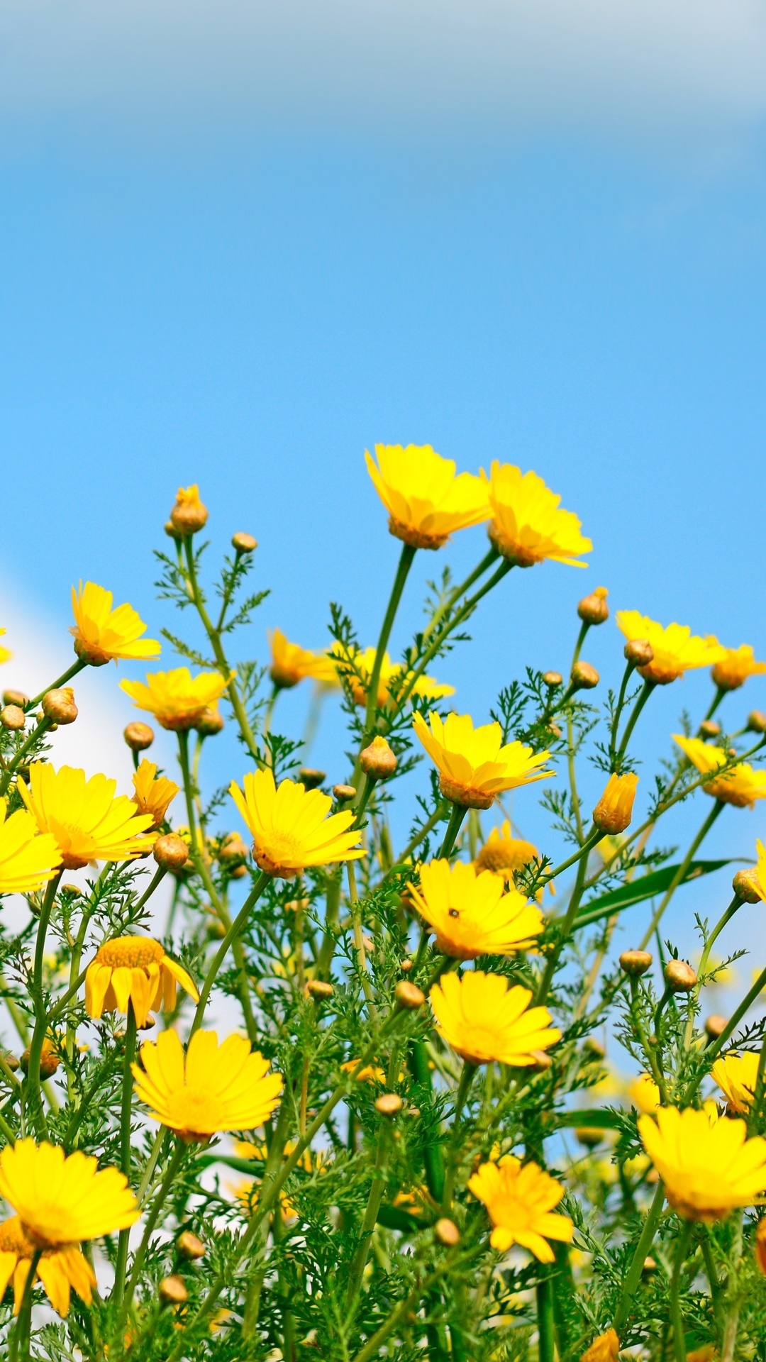 Earth Flower, Yellow Flower, Wildflower, Spring, 1080x1920, Phone HD Wallpaper