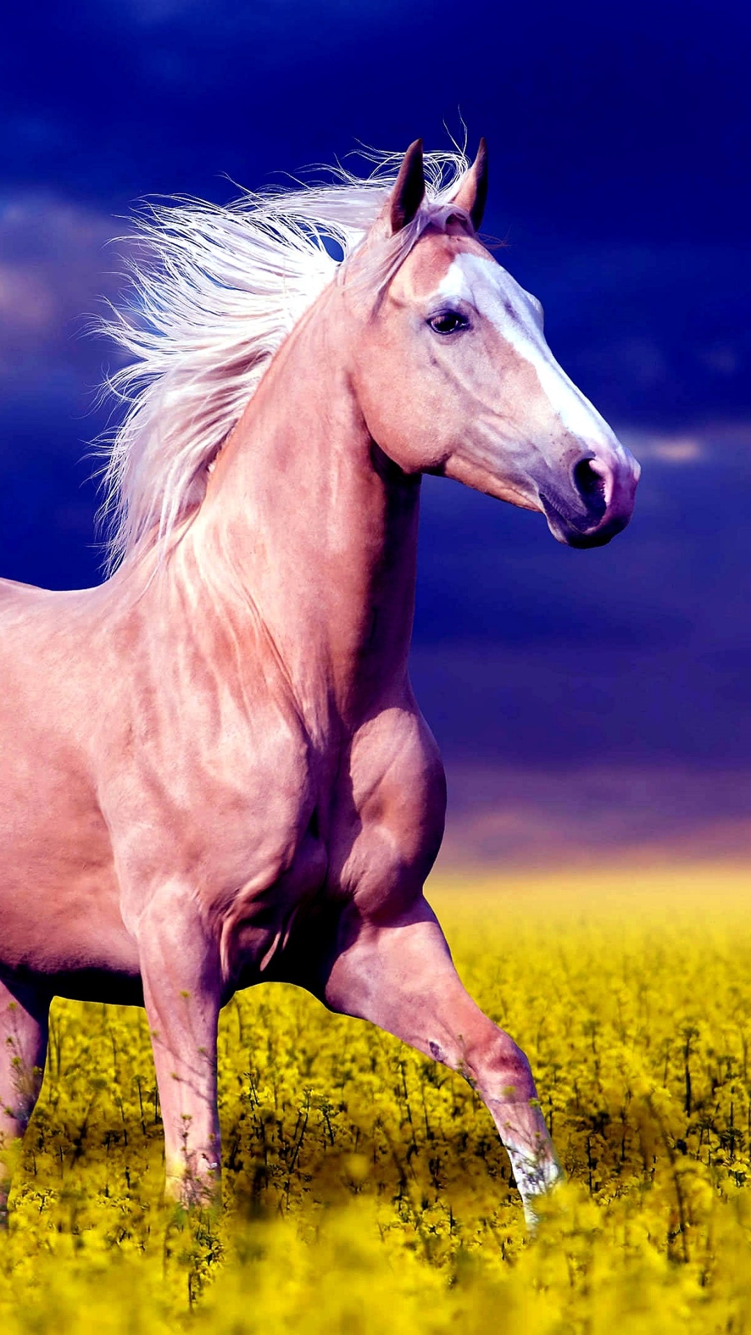 Animal Horse, 1080x1920, Phone HD Wallpaper