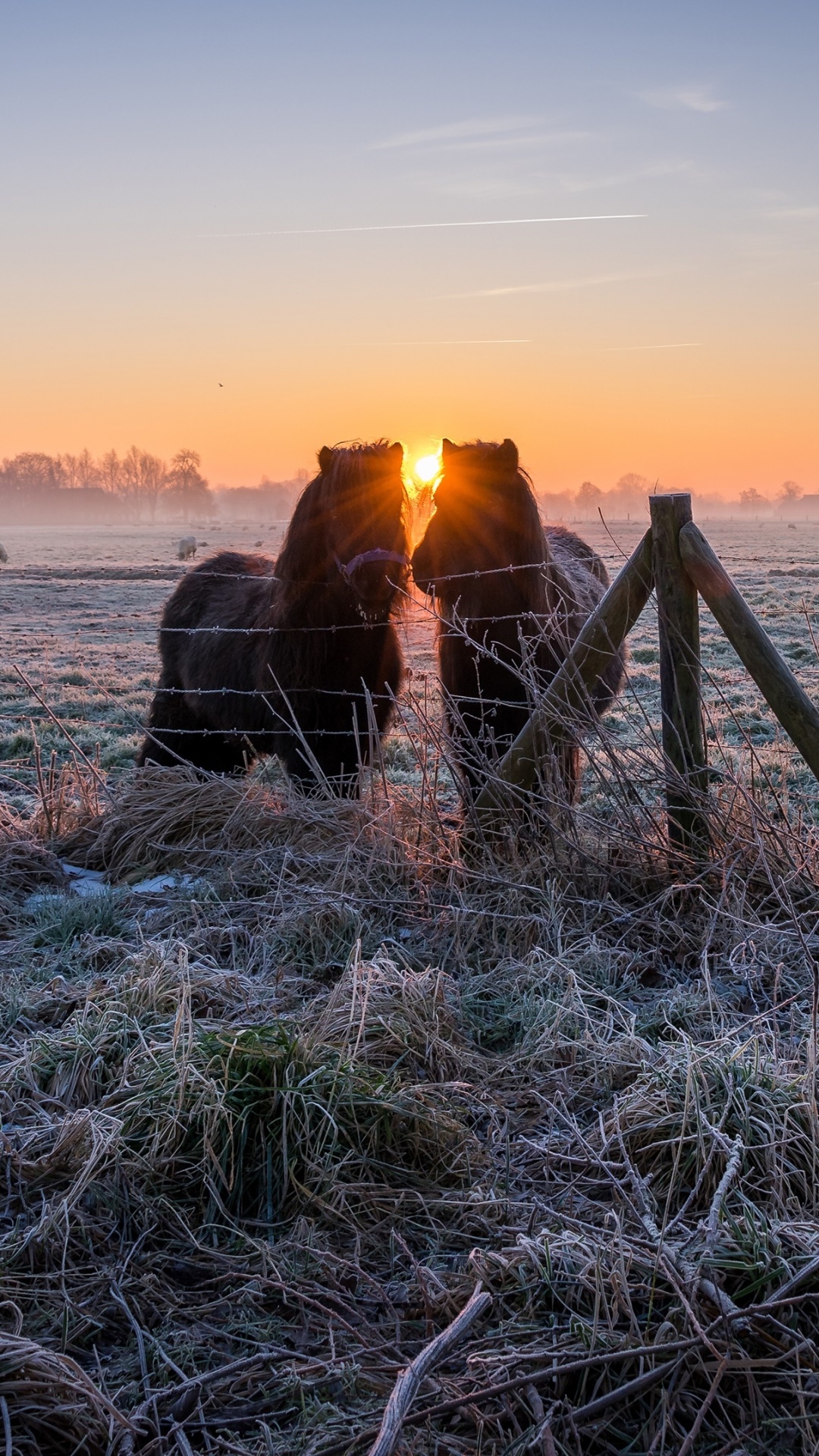 Animal Horse, Sunrise, 1080x1920, Phone HD Wallpaper