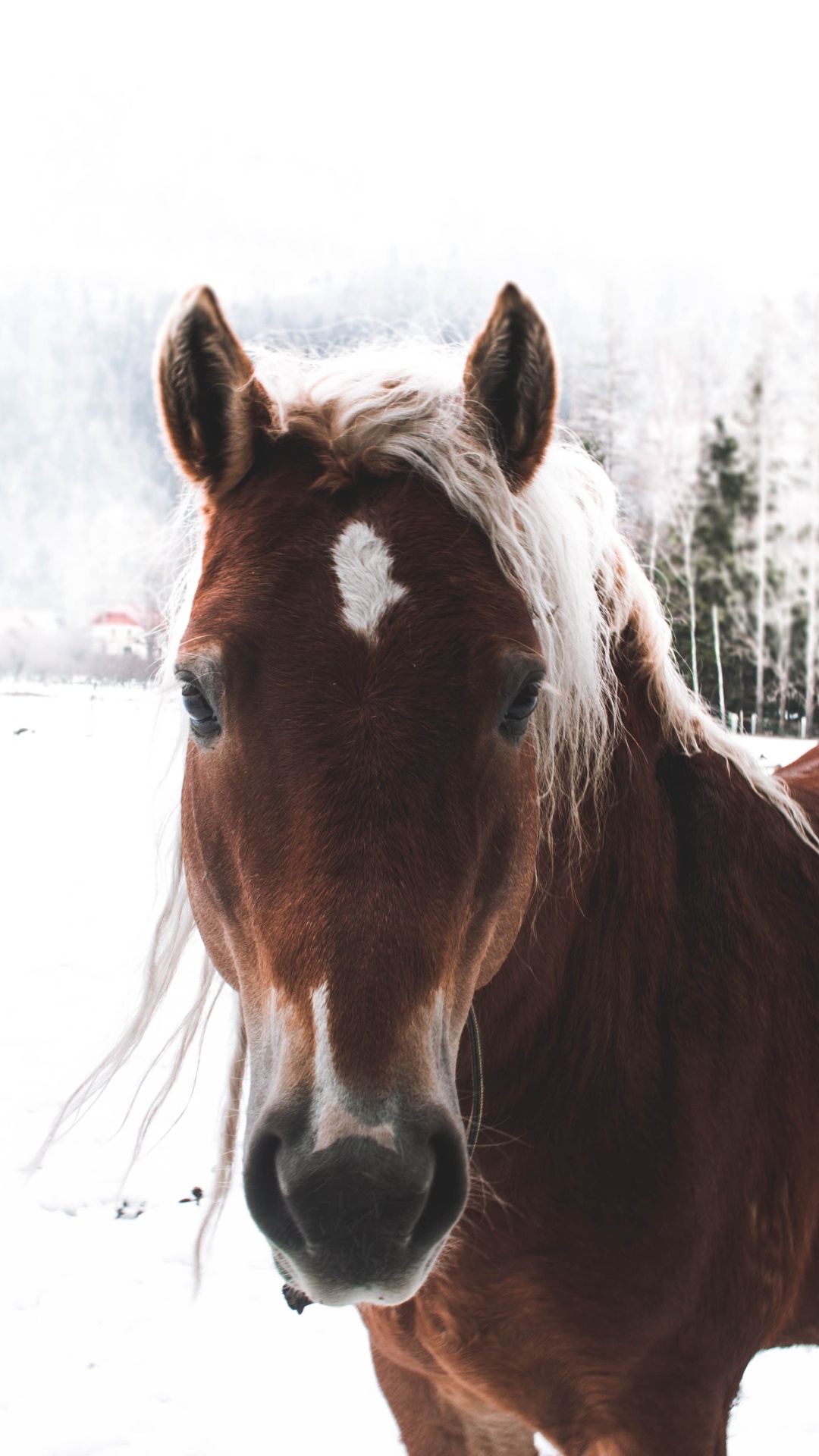 Animal Horse, Stare, 1080x1920, Phone HD Wallpaper
