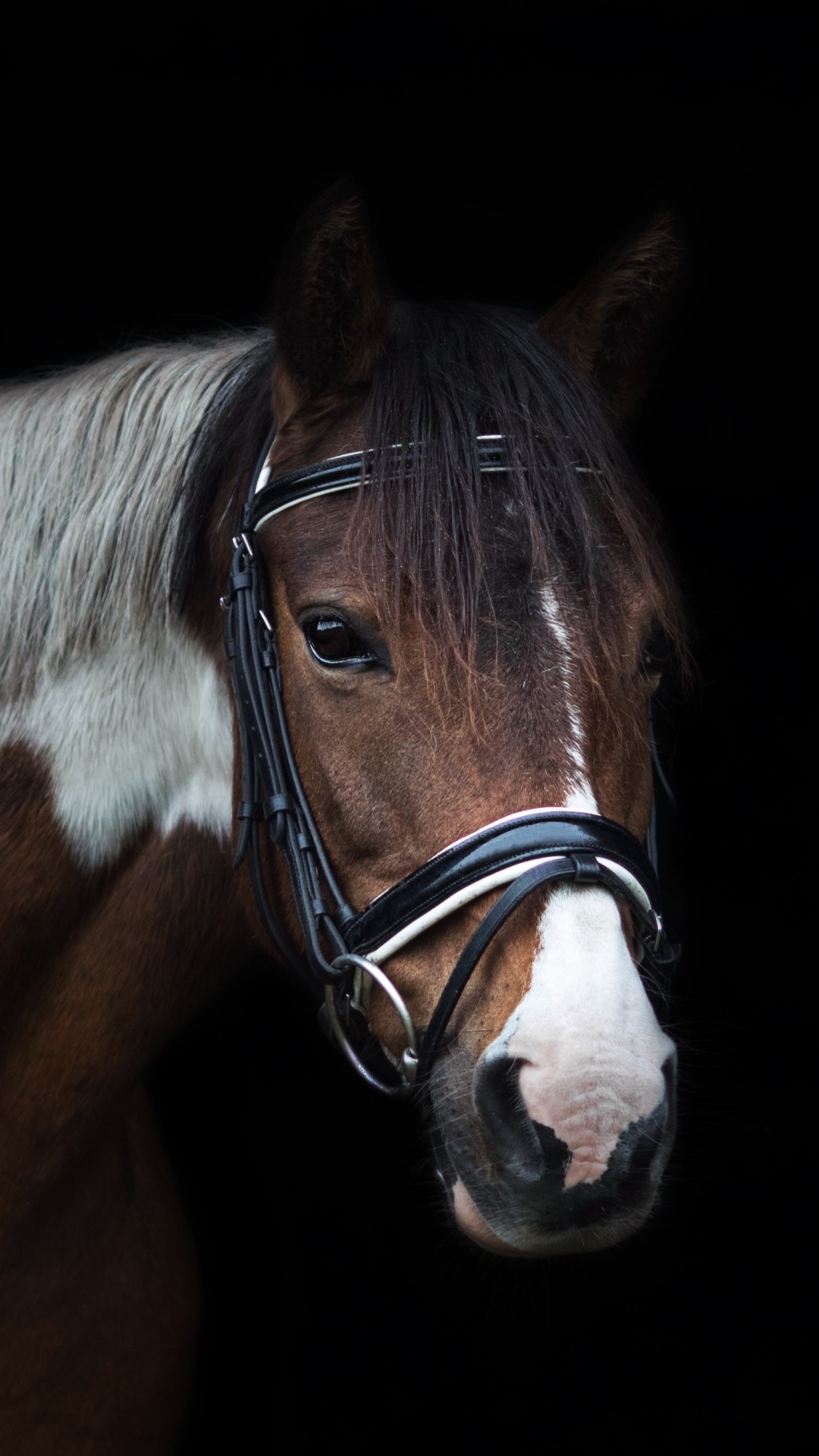 Animal Horse, 1080x1920, Phone HD Wallpaper