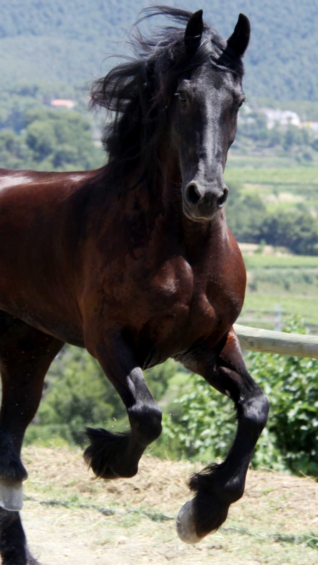 Animal Horse, 1080x1920, Phone HD Wallpaper