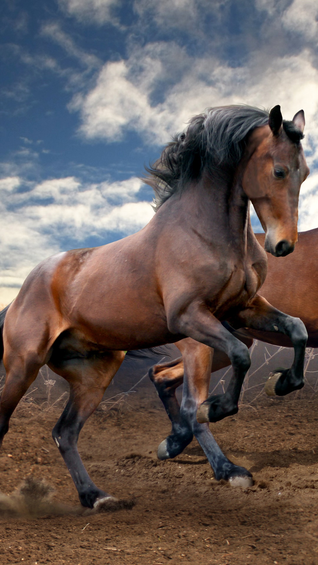 Animal Horse, 1080x1920, Phone HD Wallpaper