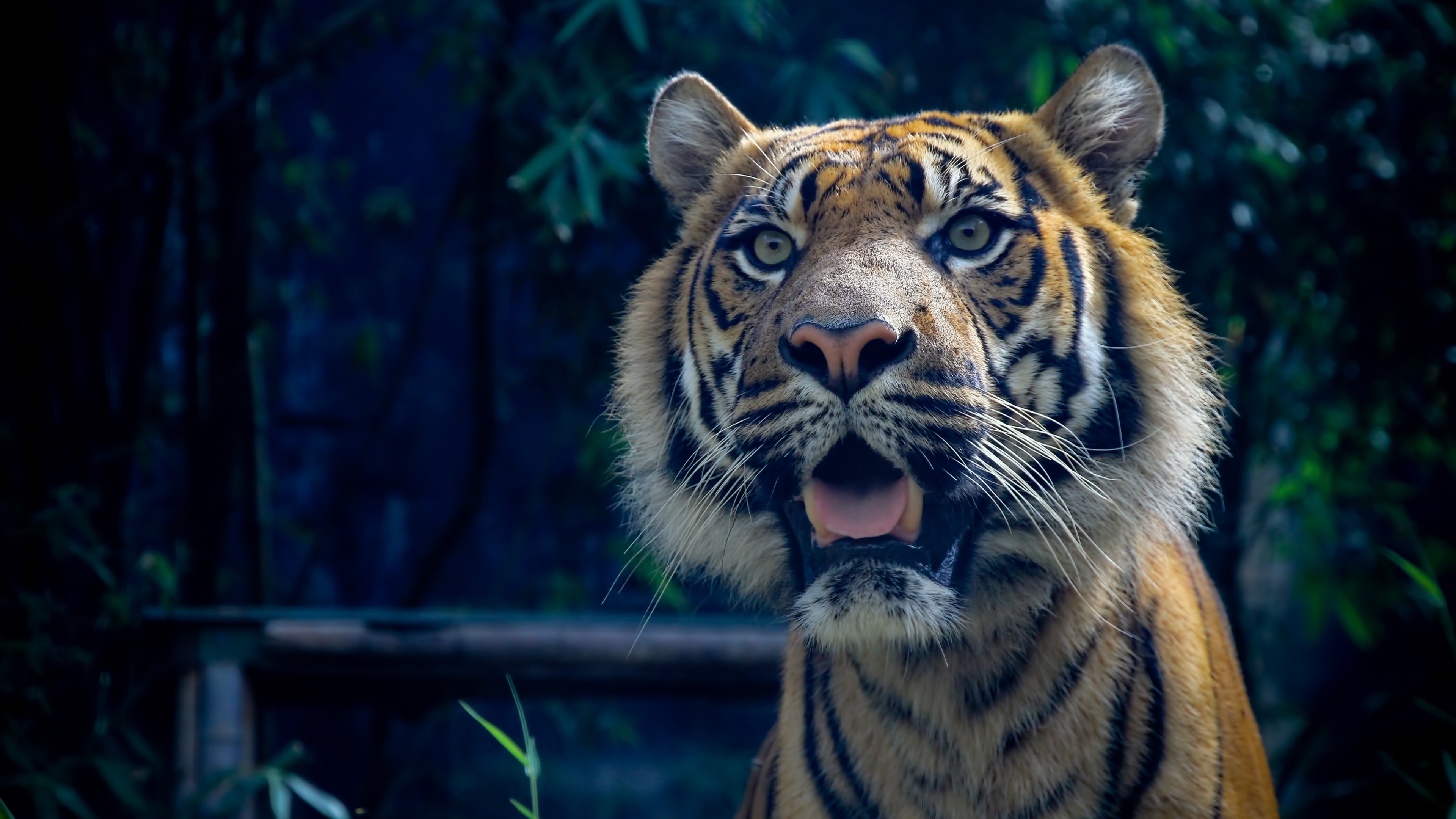 Tiger, 4k, Sumatran, amazing eyes, fur, look, HD Wallpaper