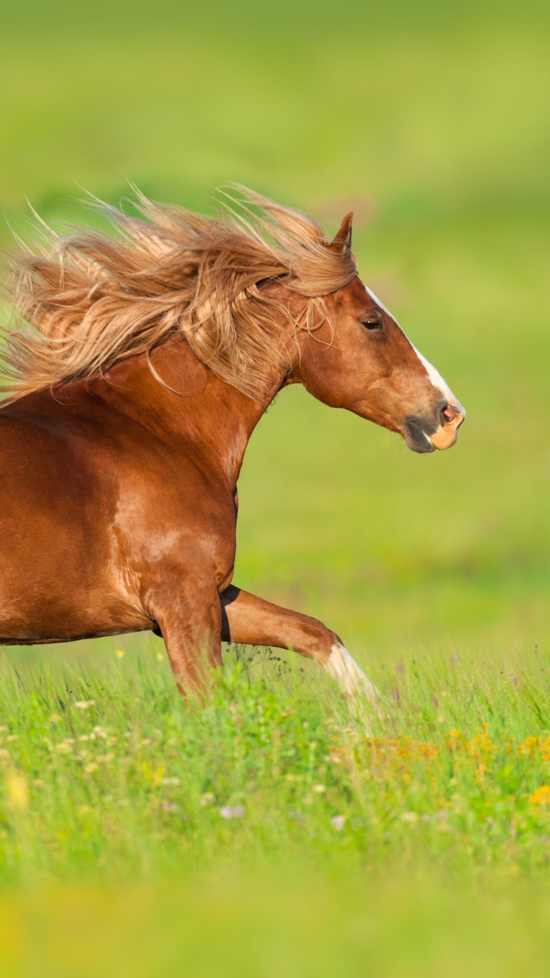 Animal Horse, 1080x1920, Phone HD Wallpaper