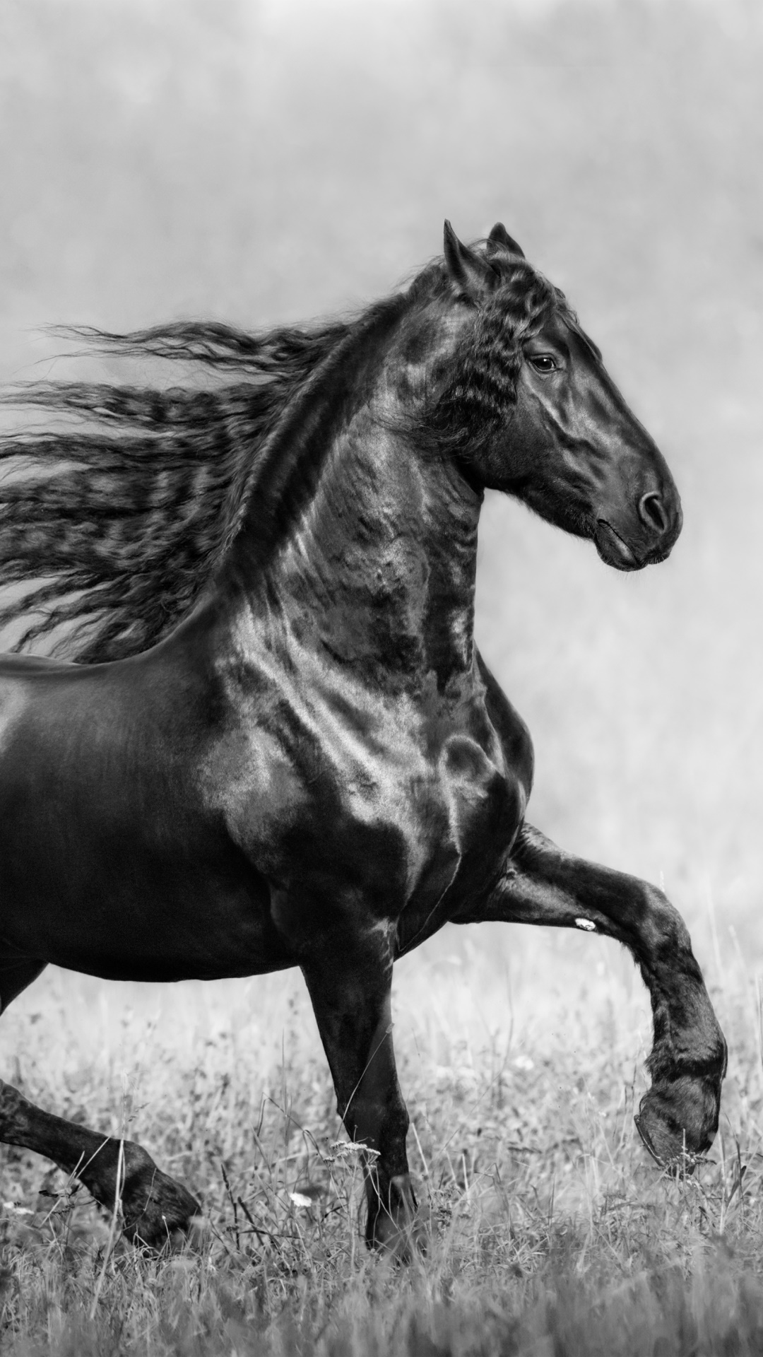 Animal Horse, Black and White, 1080x1920, Phone HD Wallpaper