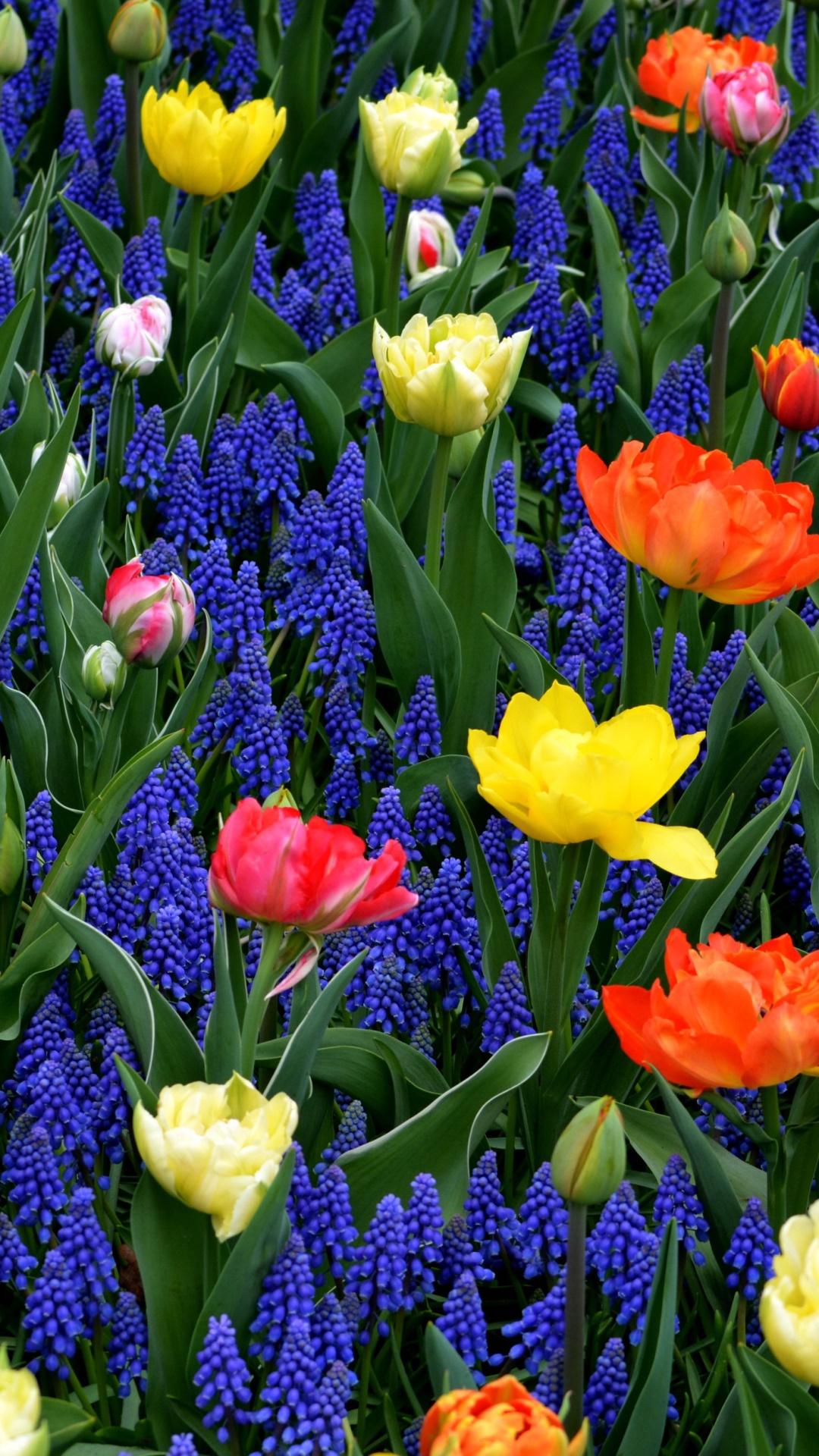 Earth Flower, Hyacinth, Orange Flower, Blue Flower, Tulip, Yellow Flower, 1080x1920, Phone HD Wallpaper