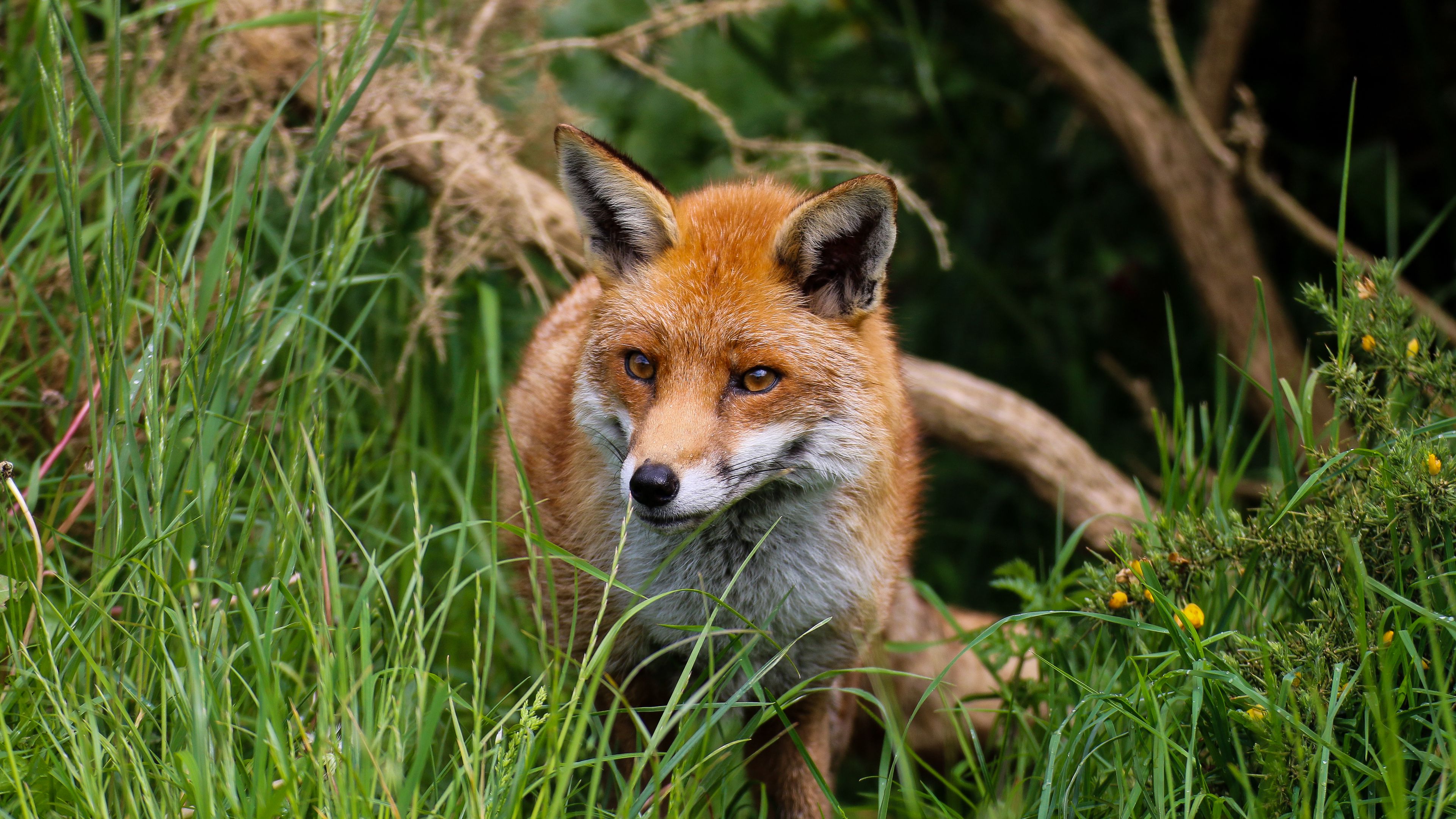 fox, predator, cute, beast, 4k, HD Wallpaper