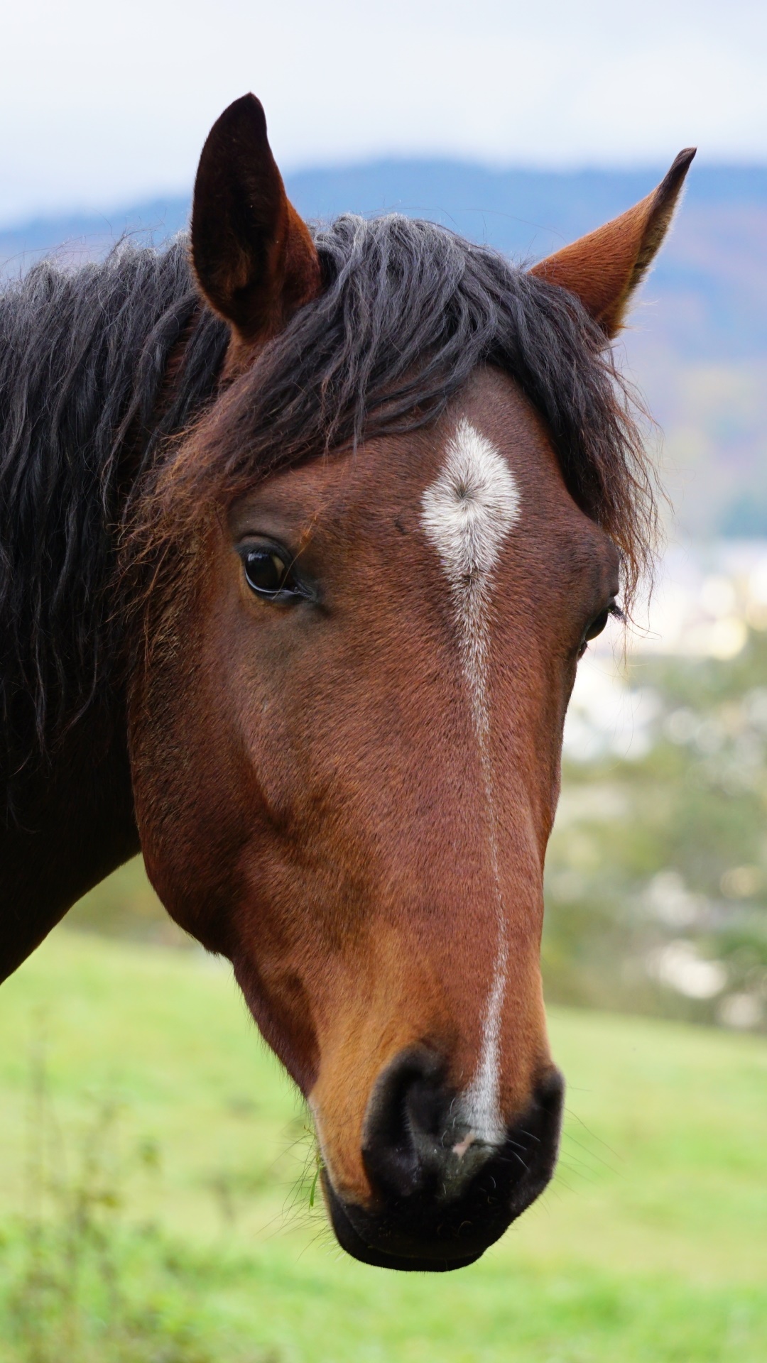 Animal Horse, Muzzle, 1080x1920, Phone HD Wallpaper